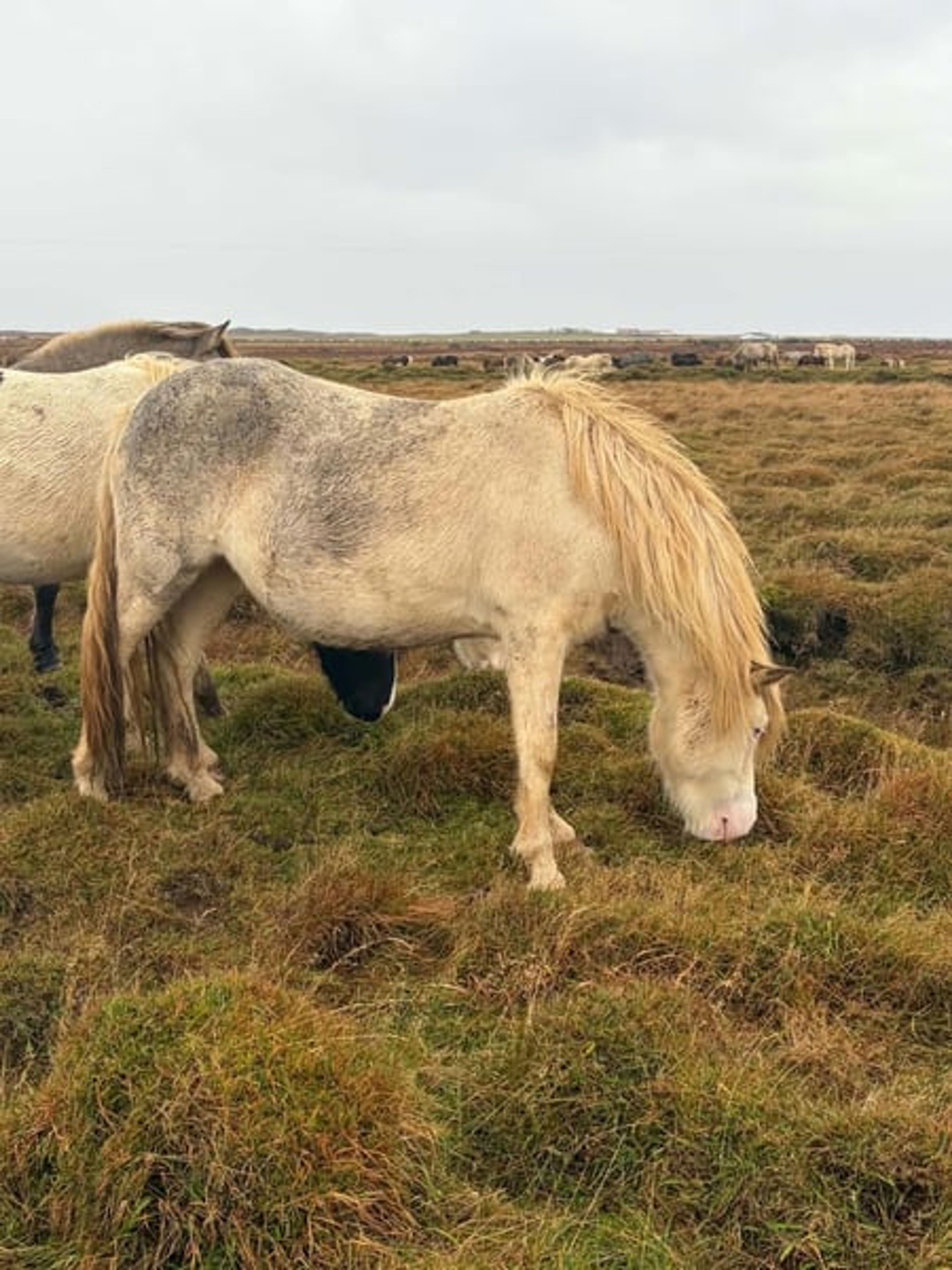 Breeding package from Iceland – in foal to the colour-changing stallion - Image 2