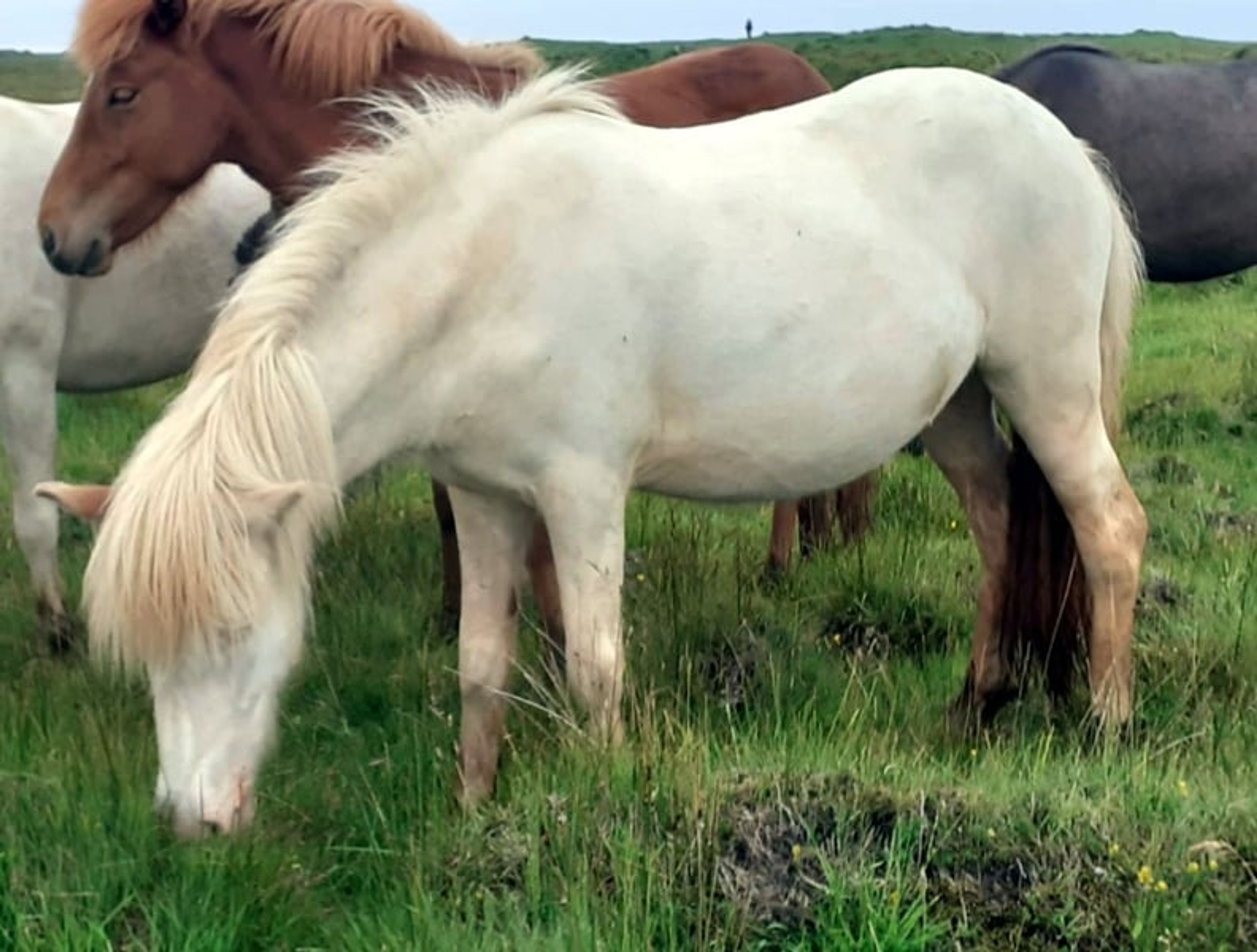 Breeding package from Iceland – in foal to the colour-changing stallion - Image 3