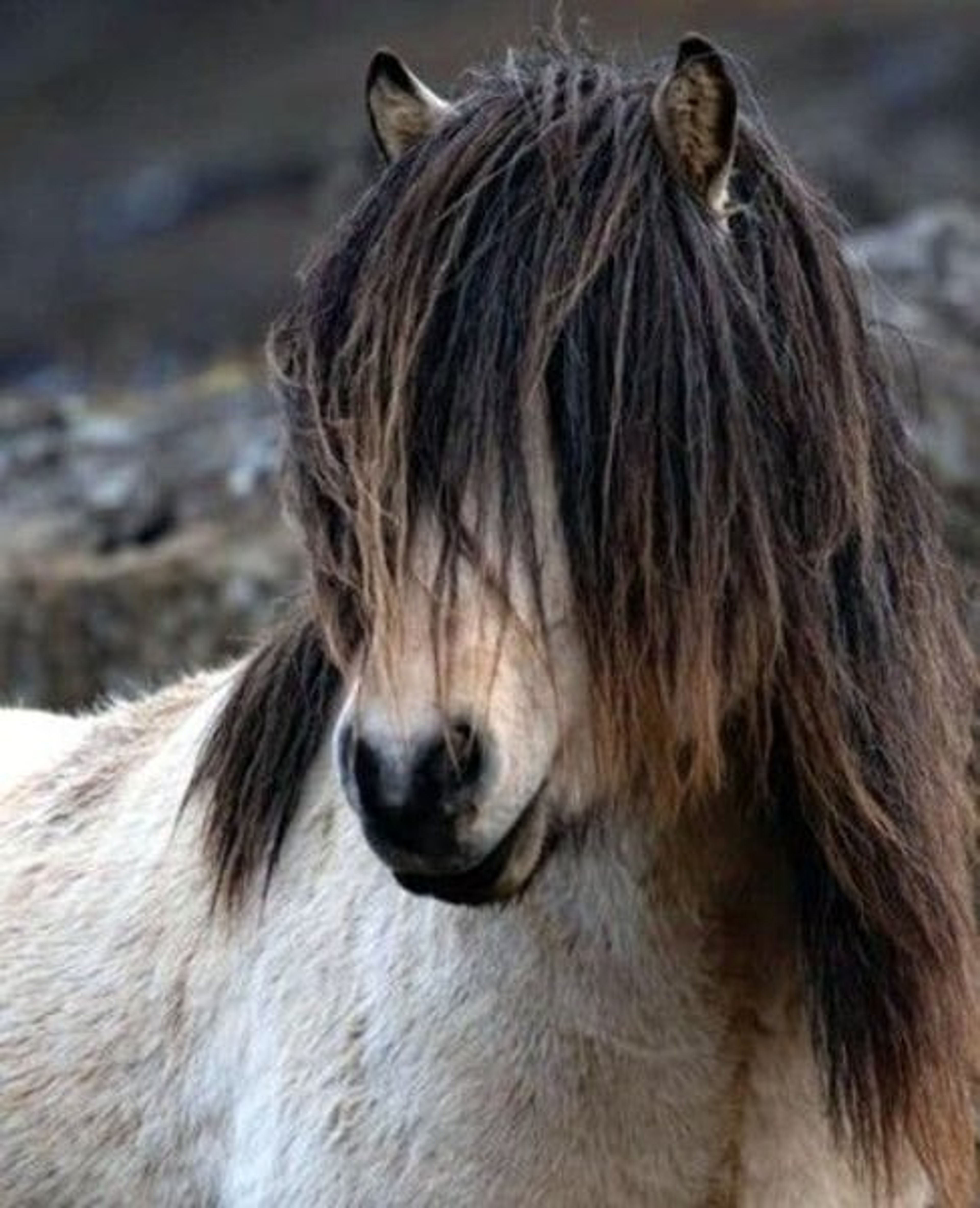 Breeding package from Iceland – in foal to the colour-changing stallion - Image 4