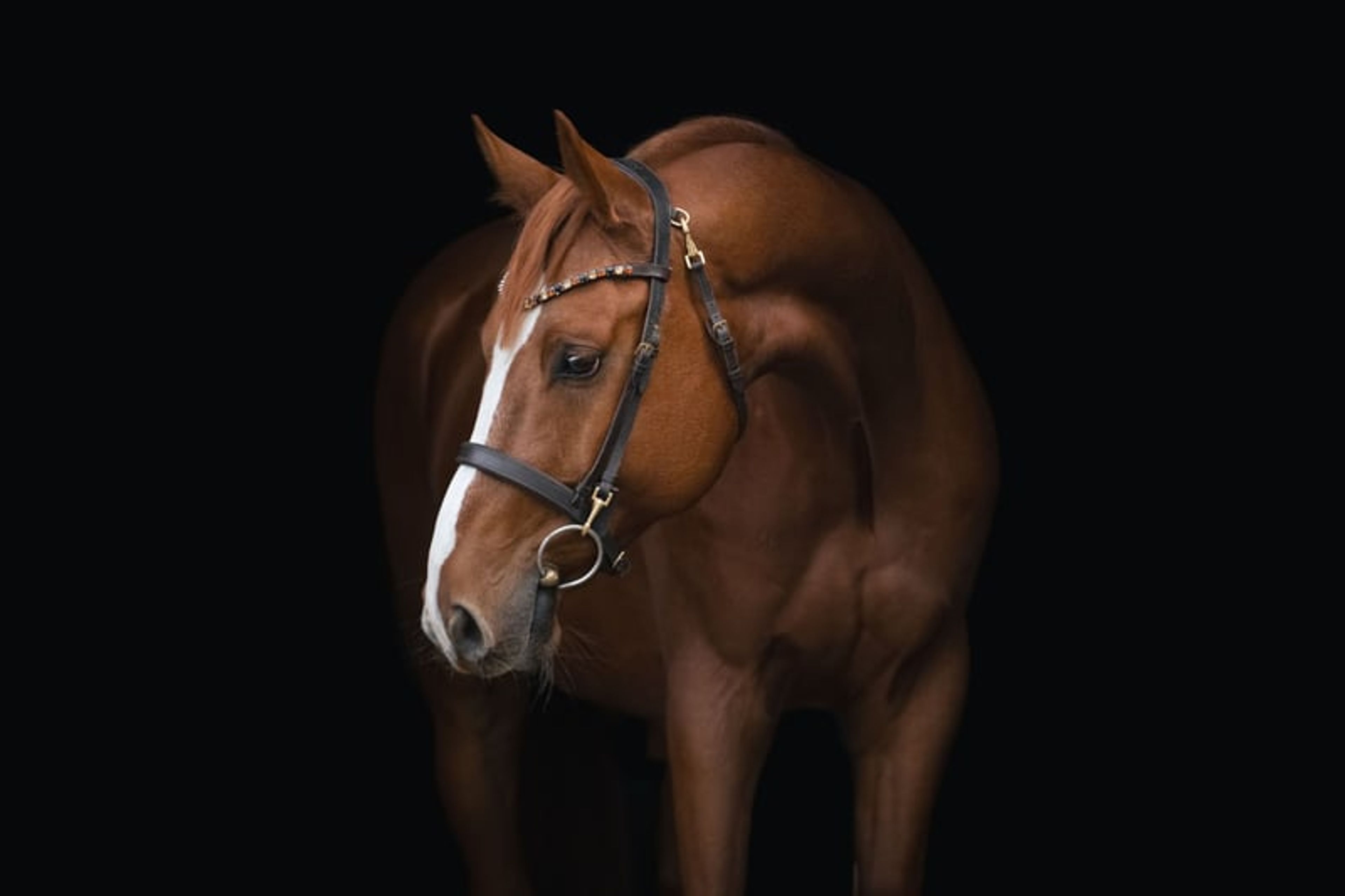 Friendly chestnut gelding with a distinctive white marking.