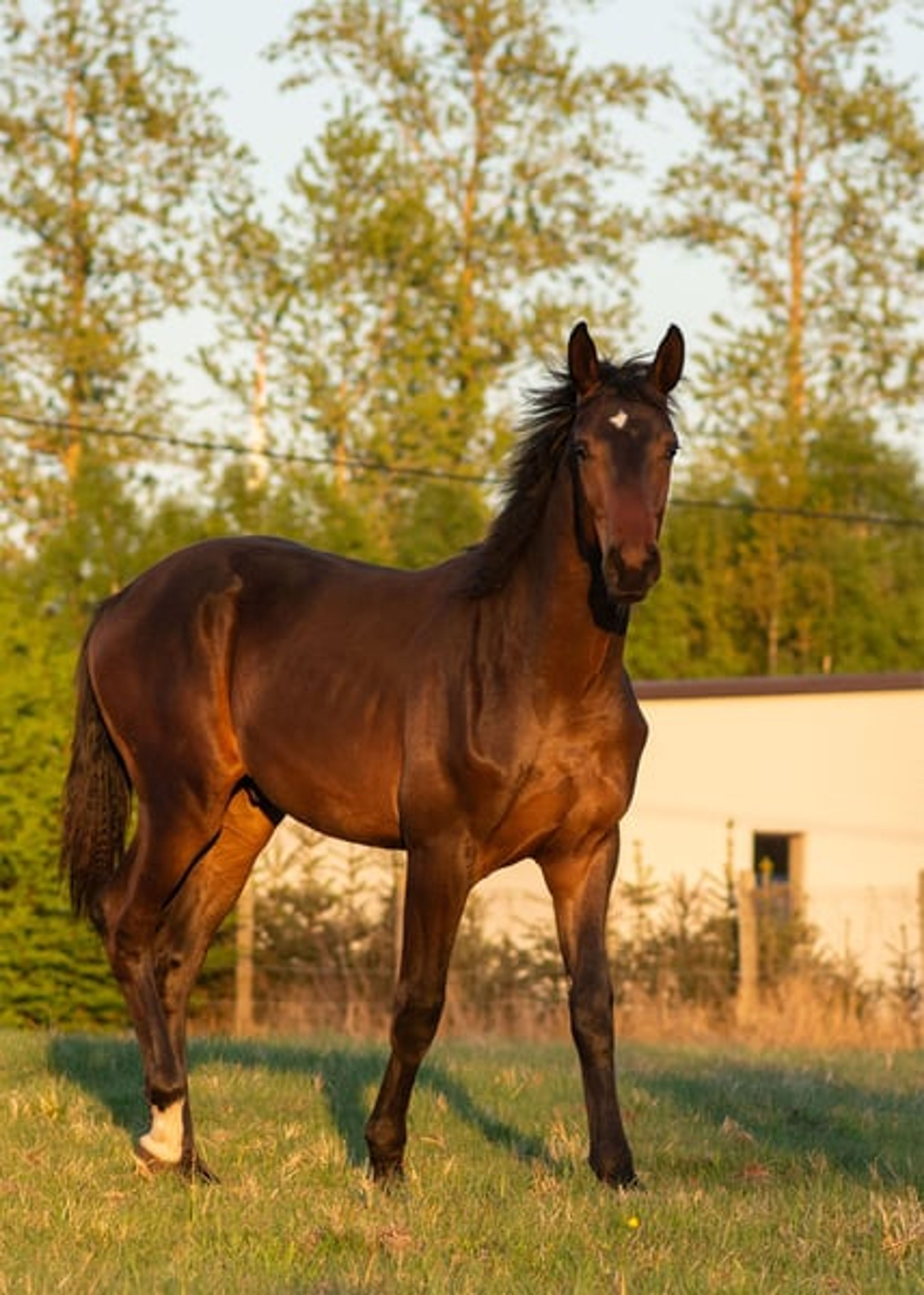 ​High-Class Dressage Prospect – Totilas, John