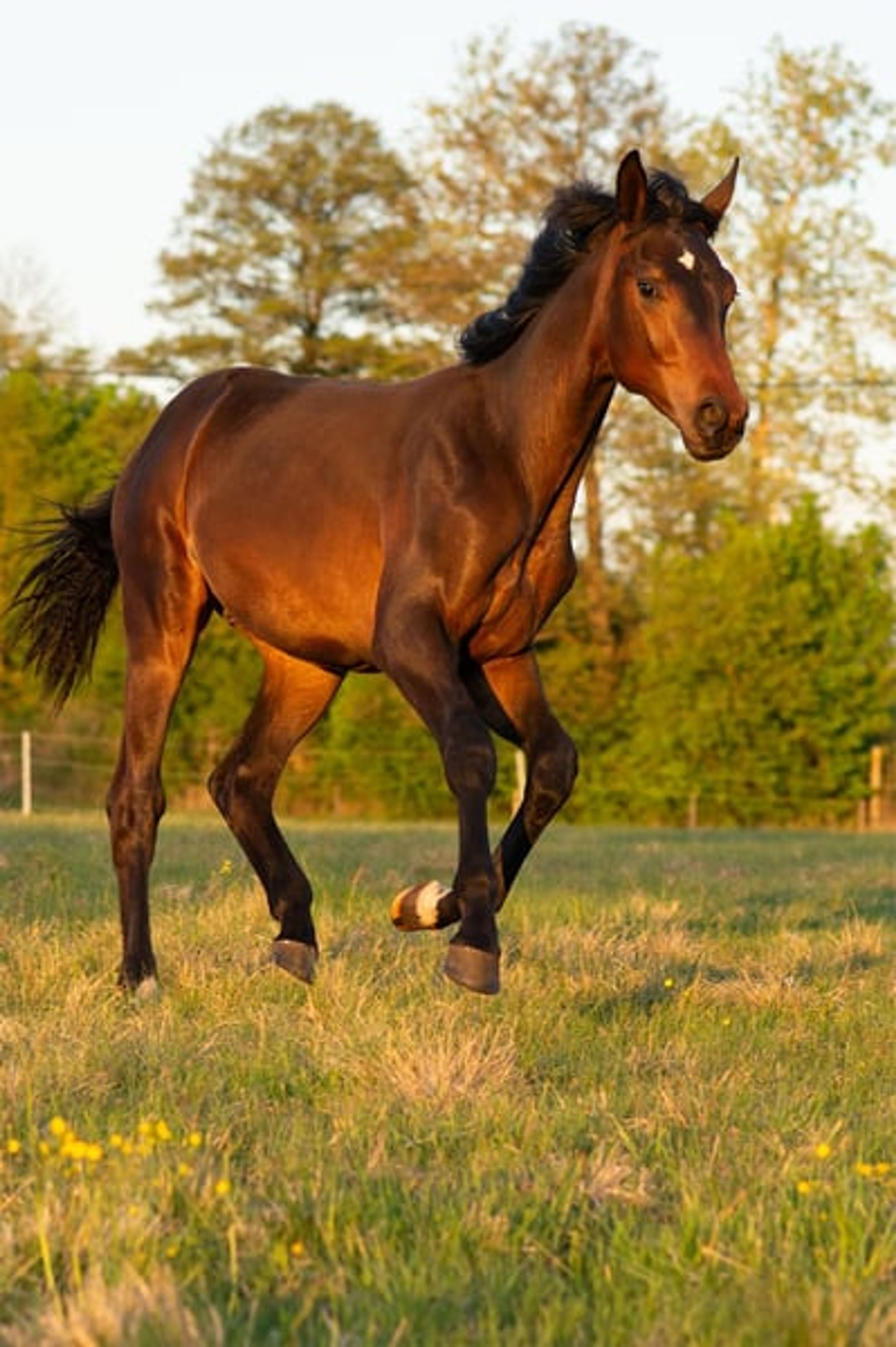 ​High-Class Dressage Prospect – Totilas, John - Image 2
