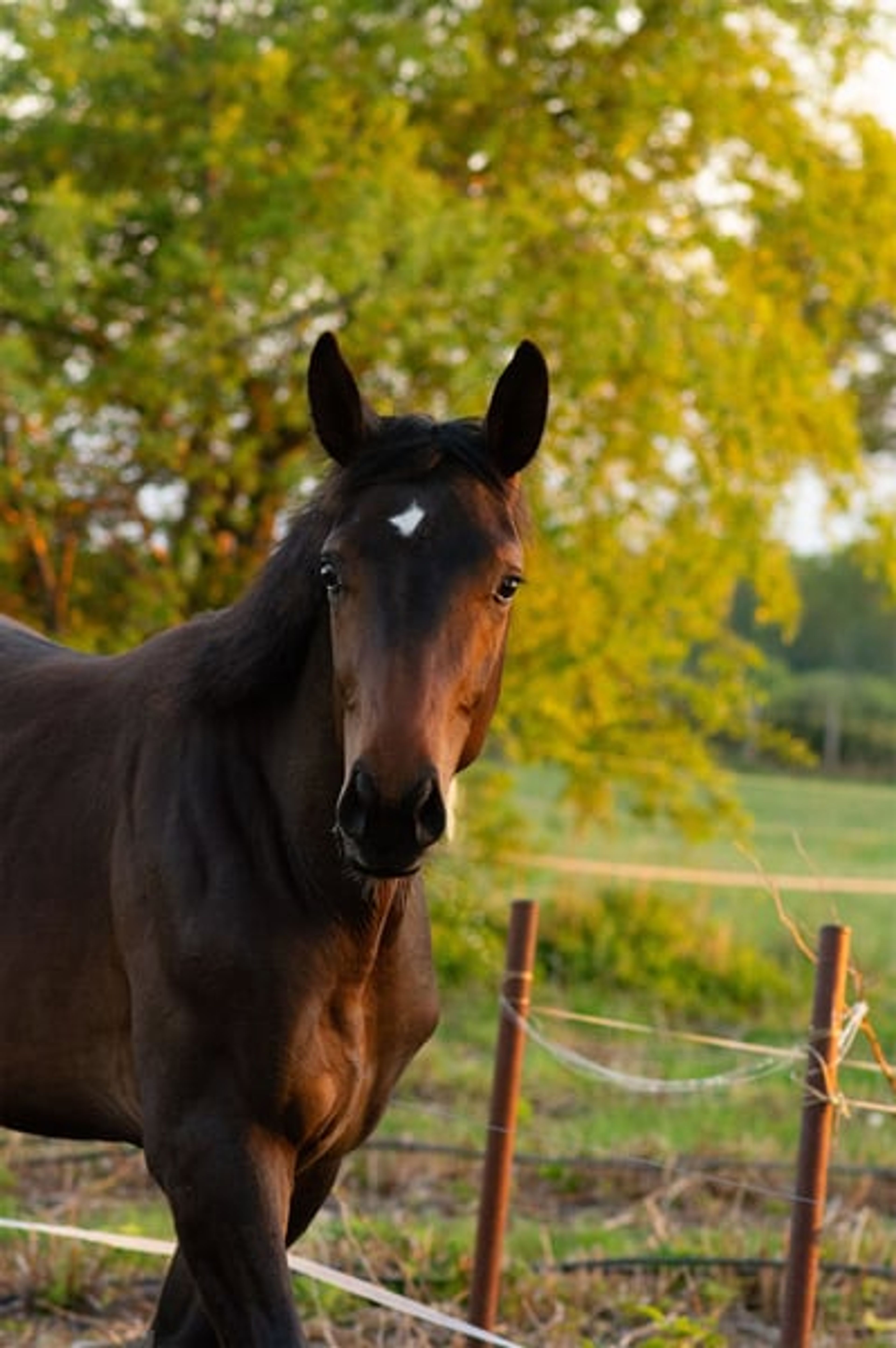 ​High-Class Dressage Prospect – Totilas, John - Image 3