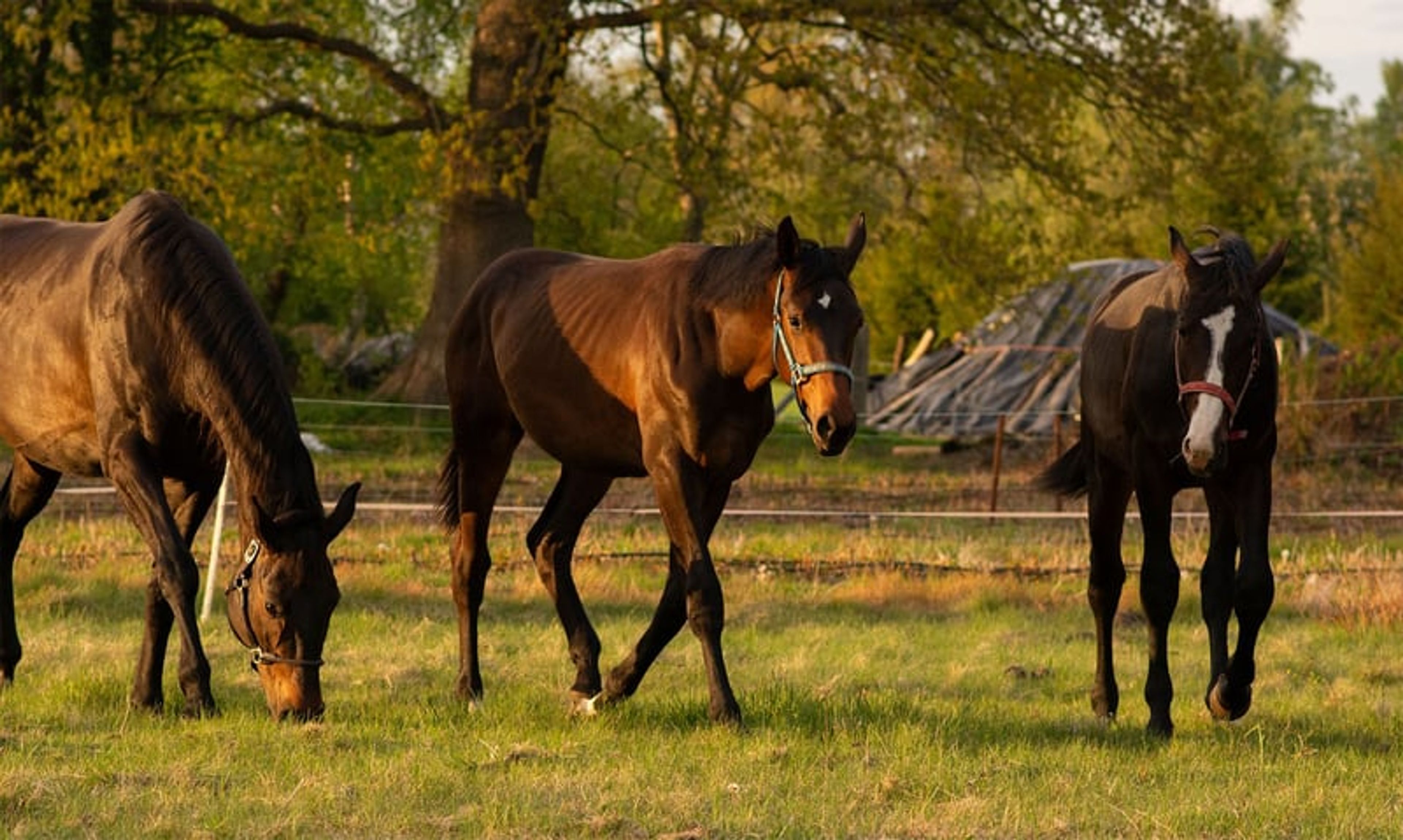 ​High-Class Dressage Prospect – Totilas, John - Image 4