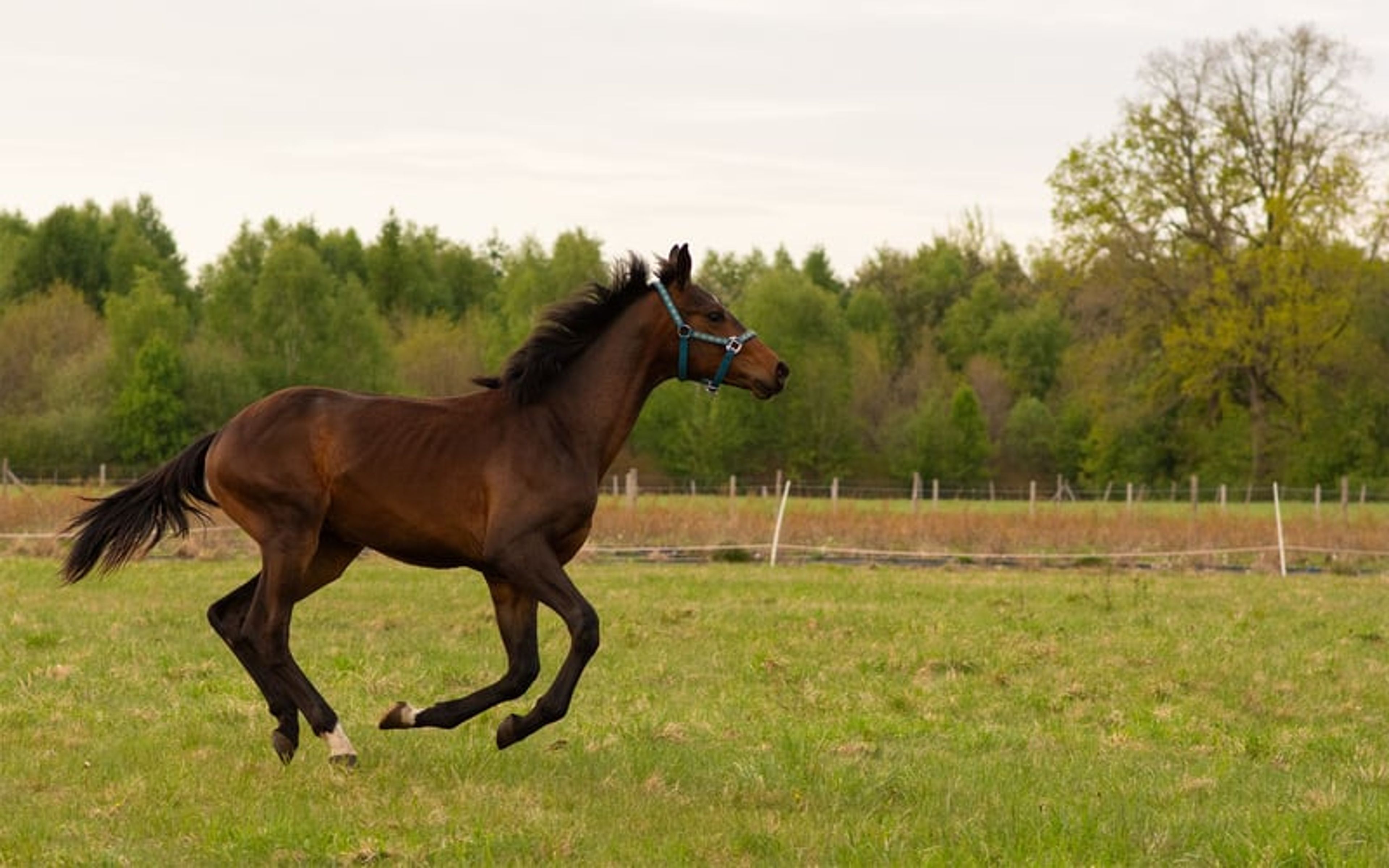 ​High-Class Dressage Prospect – Totilas, John - Image 5
