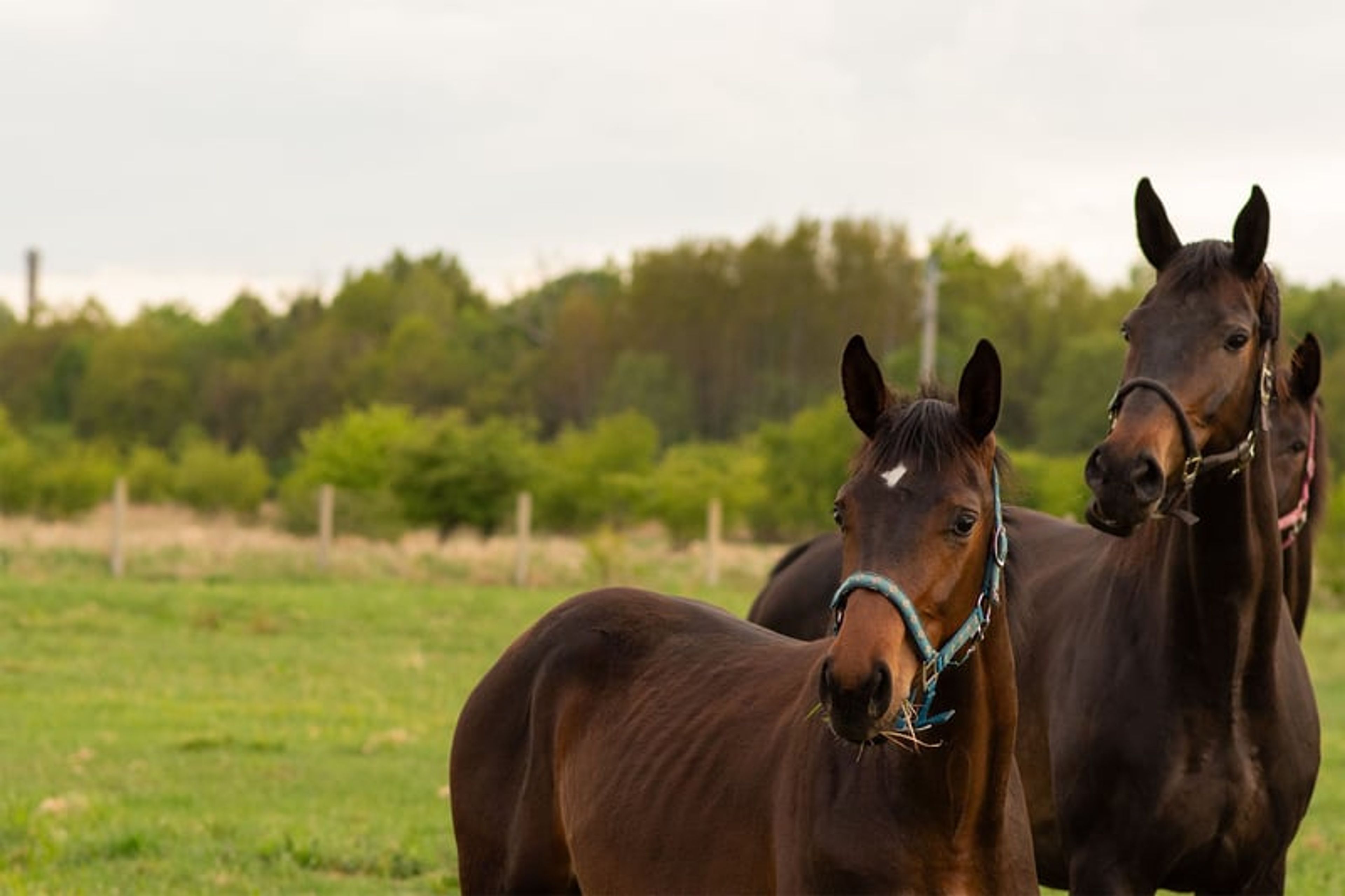 ​High-Class Dressage Prospect – Totilas, John - Image 6