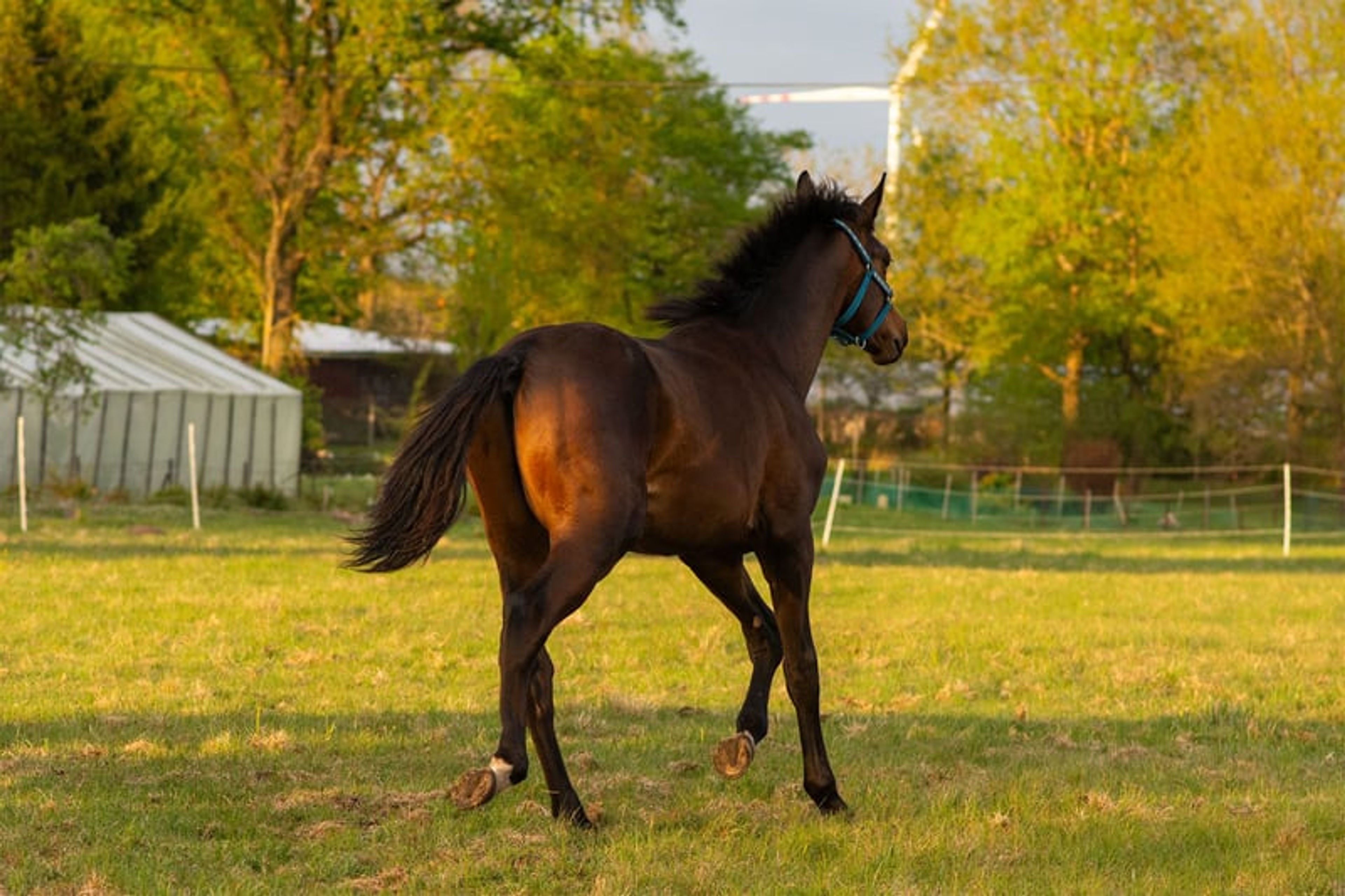​High-Class Dressage Prospect – Totilas, John - Image 7