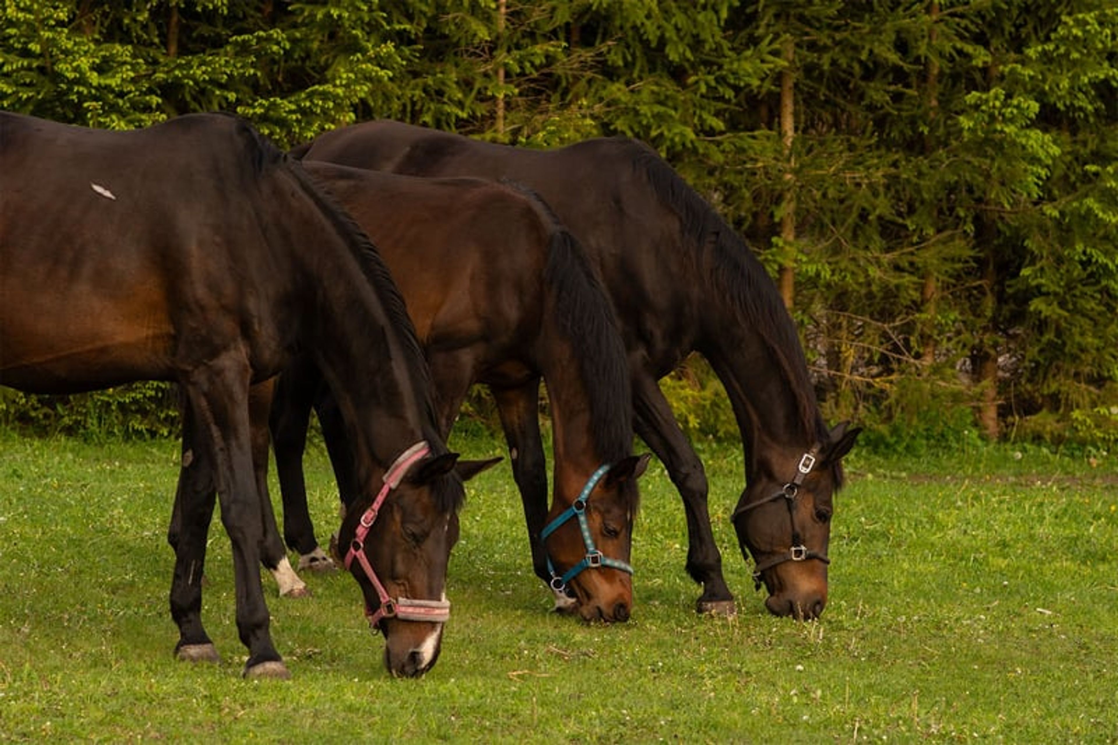 ​High-Class Dressage Prospect – Totilas, John - Image 8