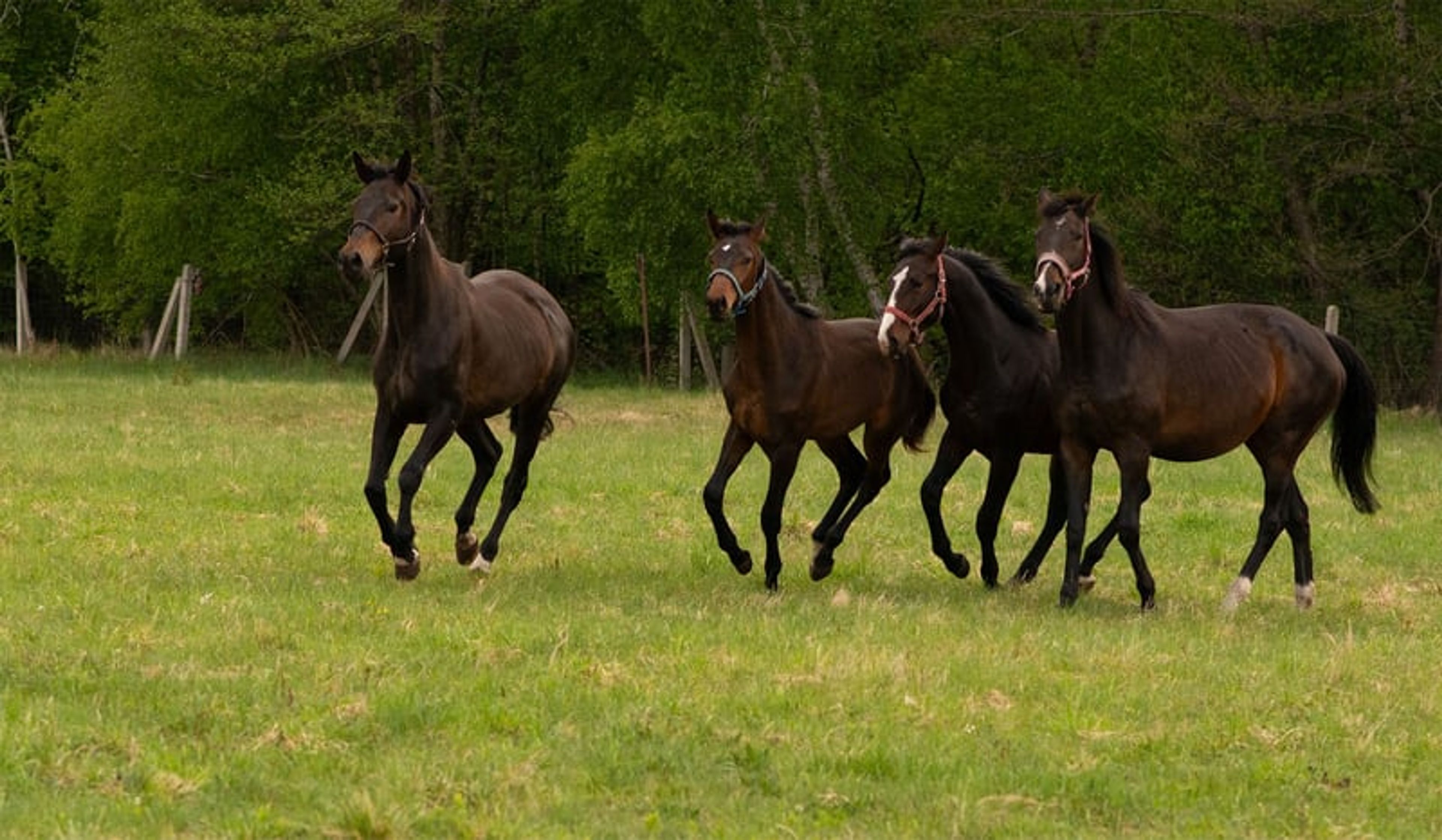 ​High-Class Dressage Prospect – Totilas, John - Image 9