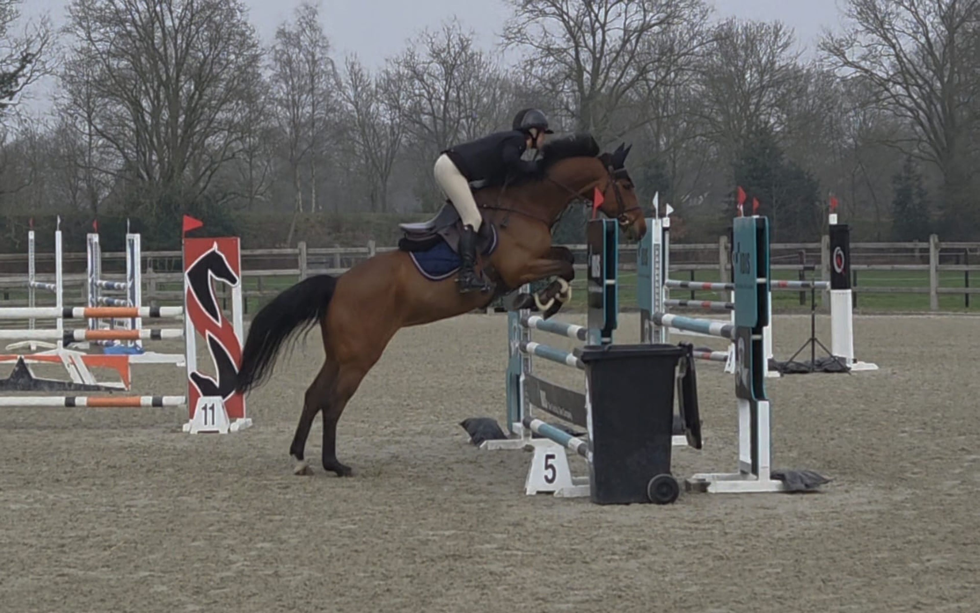 O'Chapeau MB ☆ (CHAPEAU TN x CAROMBOLE) - Image 3
