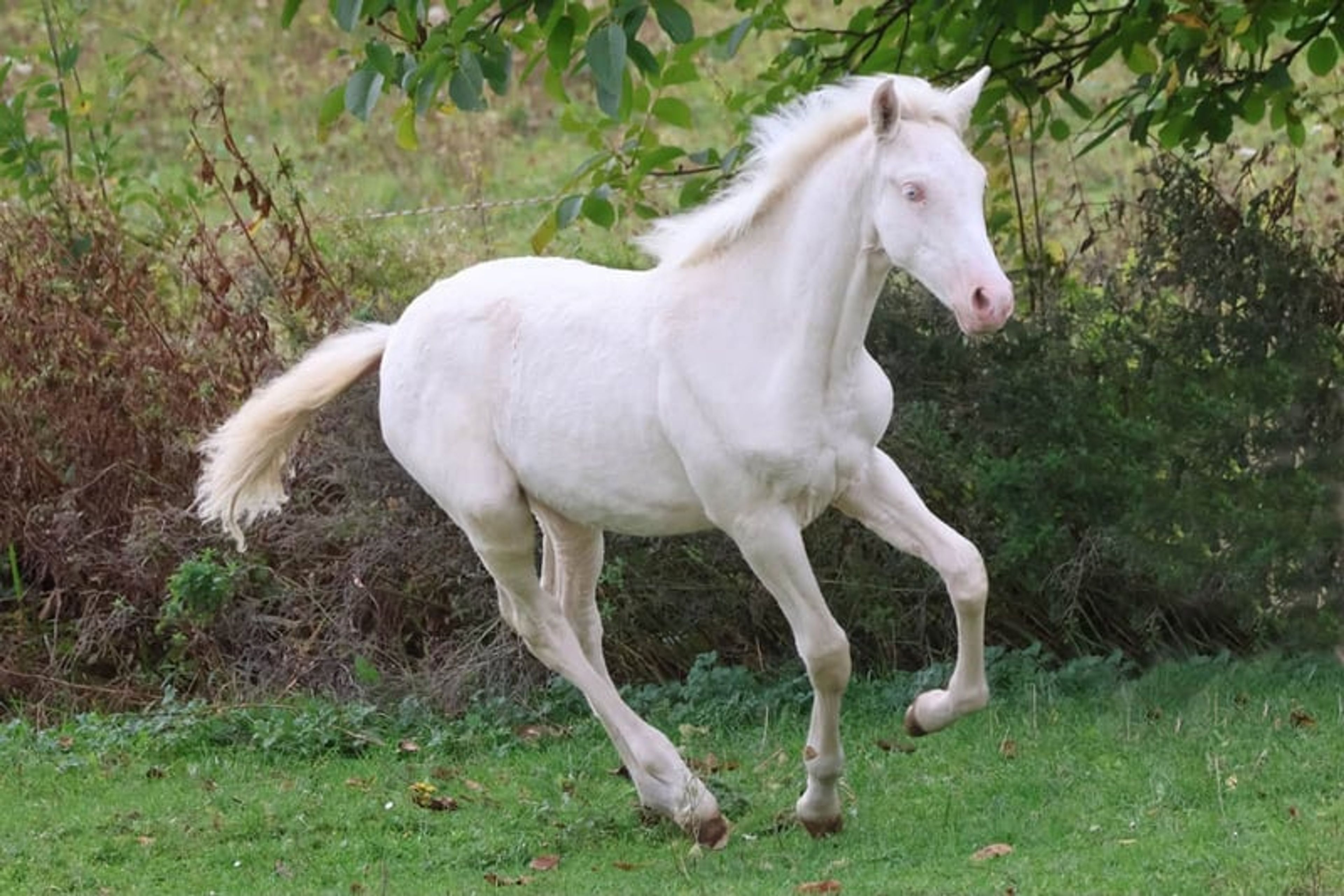 Dream foal with an excellent temperament and stunning appearance