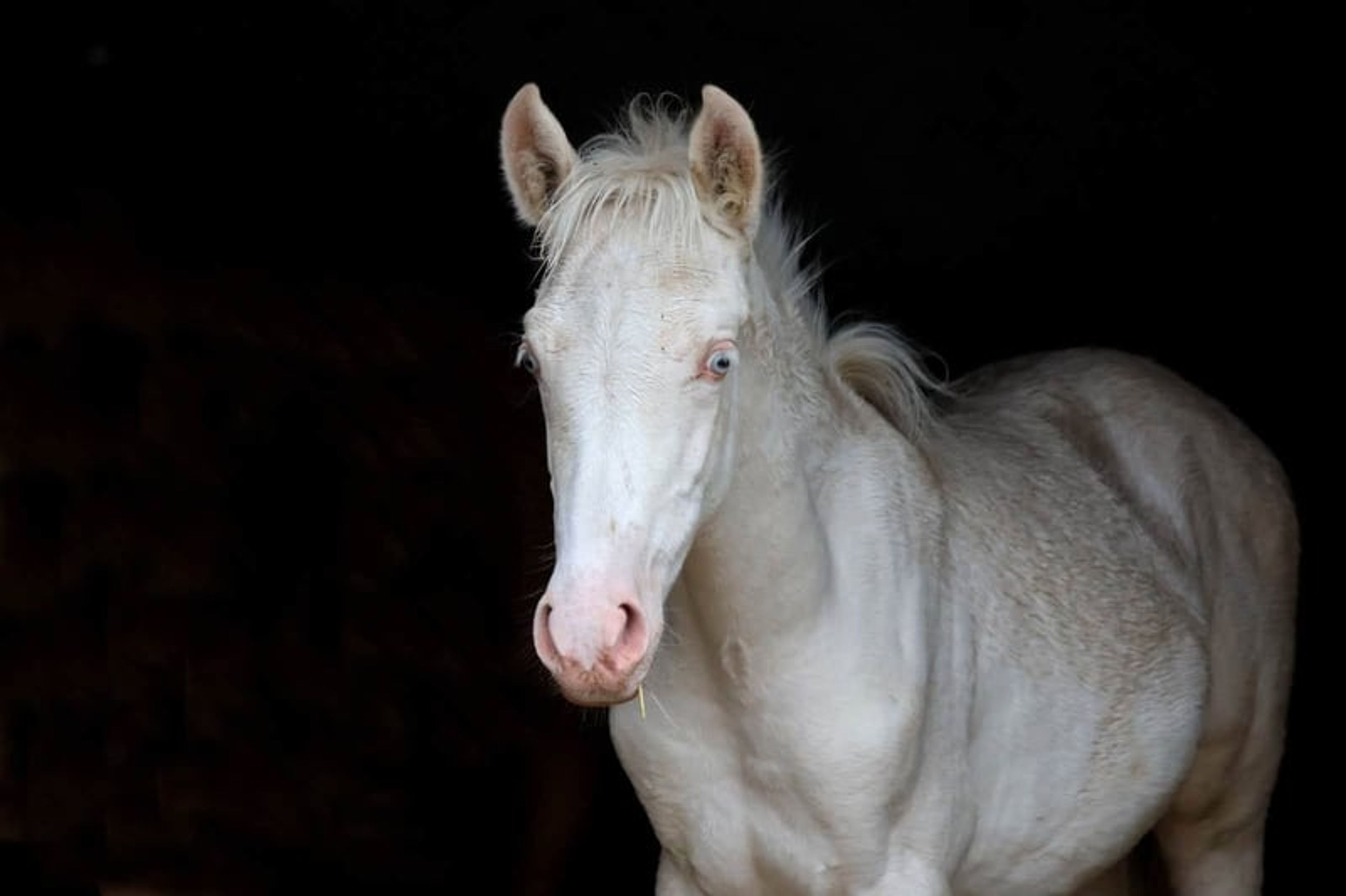 Dream foal with an excellent temperament and stunning appearance - Image 2