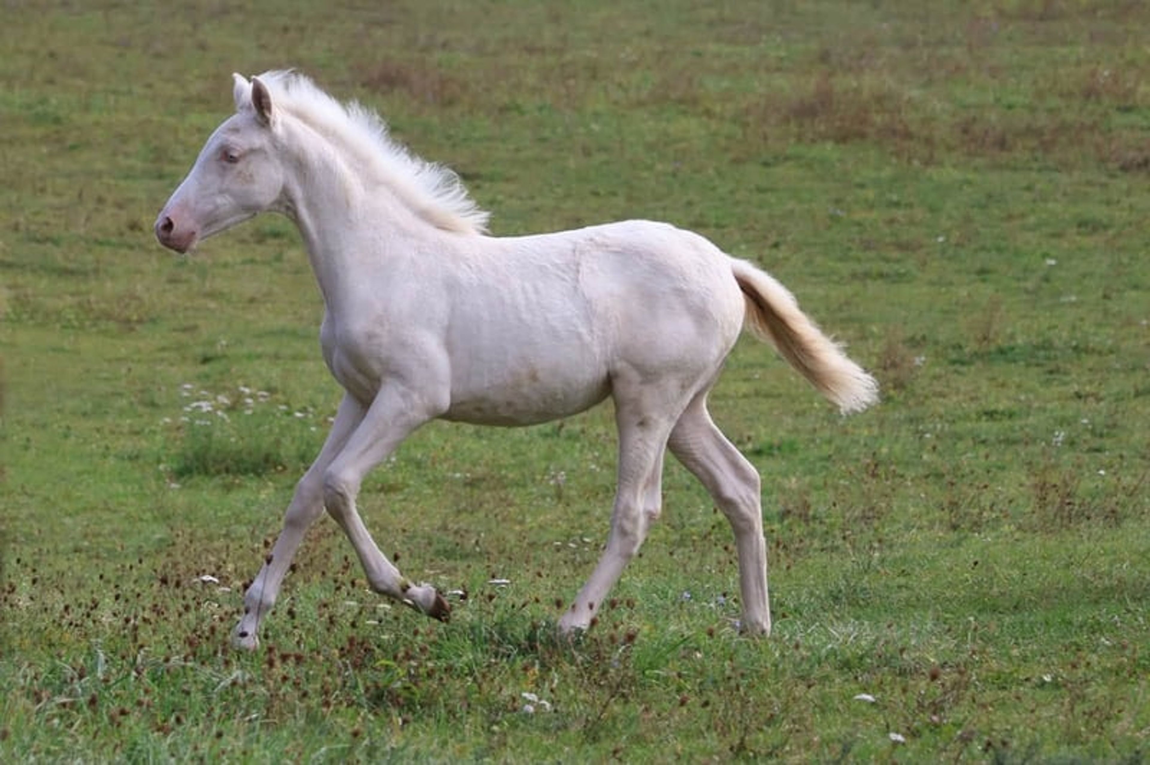 Dream foal with an excellent temperament and stunning appearance - Image 3