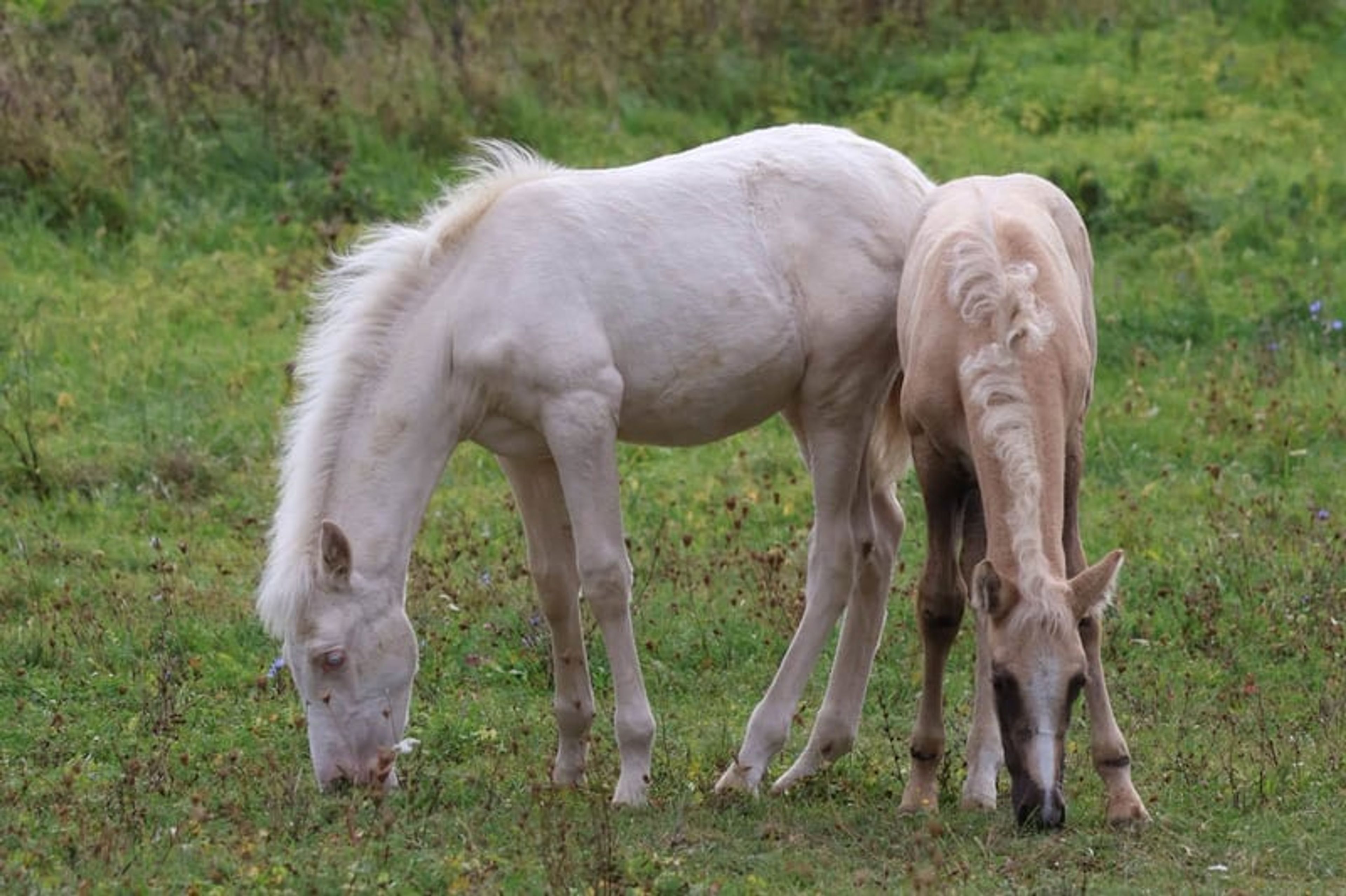 Dream foal with an excellent temperament and stunning appearance - Image 4