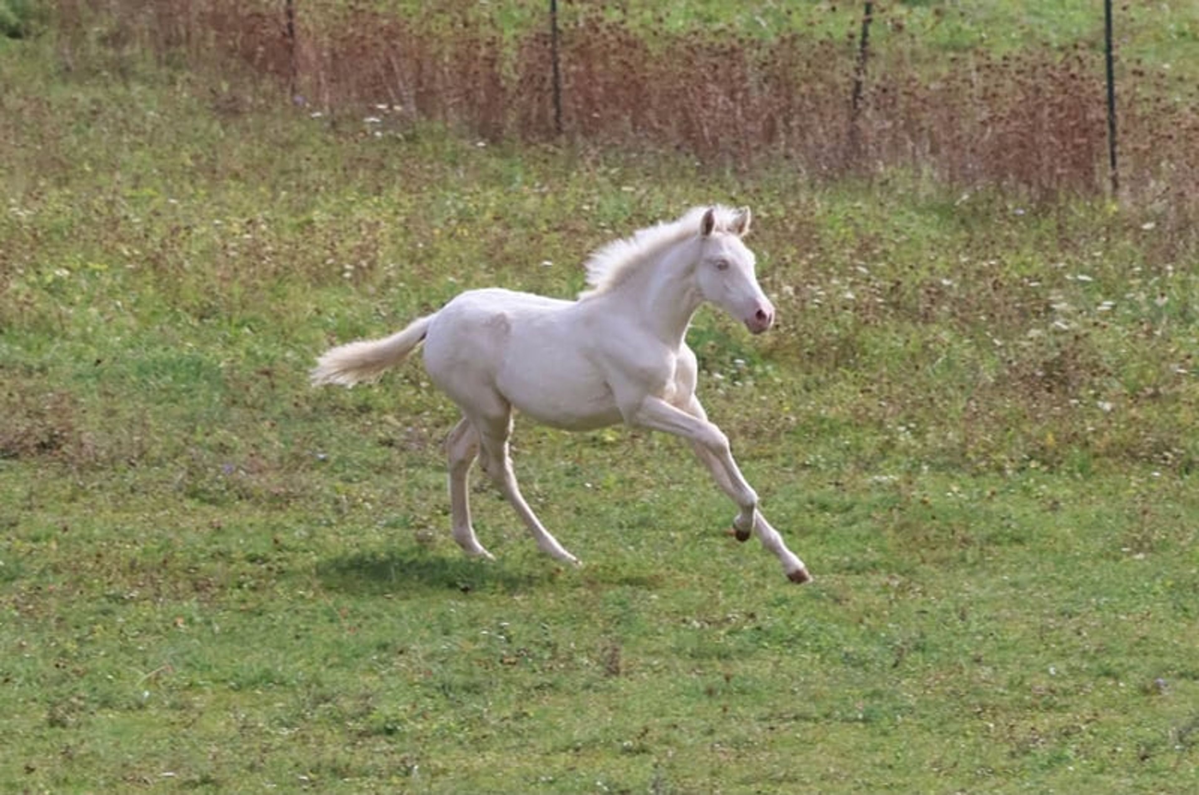 Dream foal with an excellent temperament and stunning appearance - Image 5