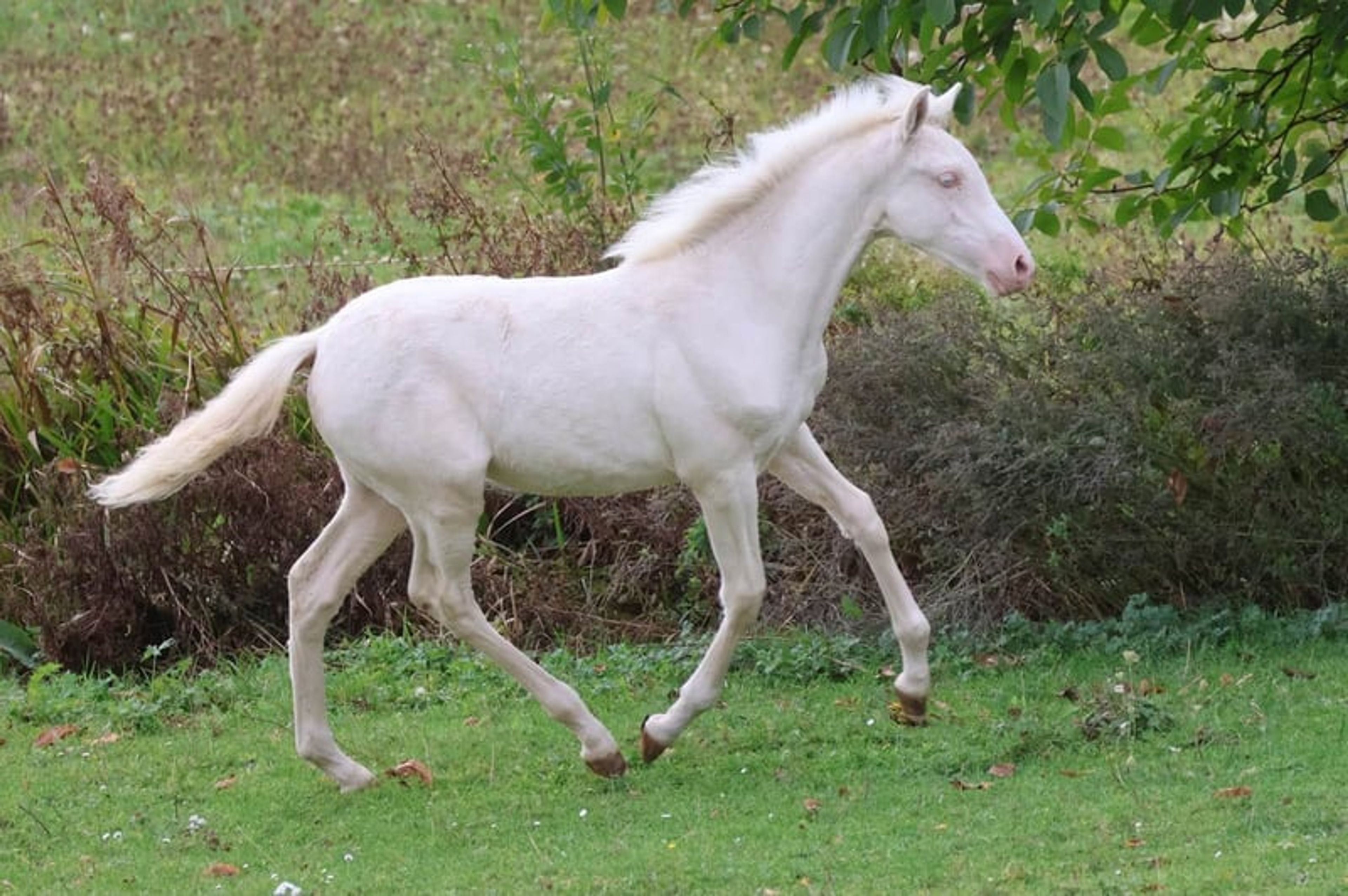 Dream foal with an excellent temperament and stunning appearance - Image 6