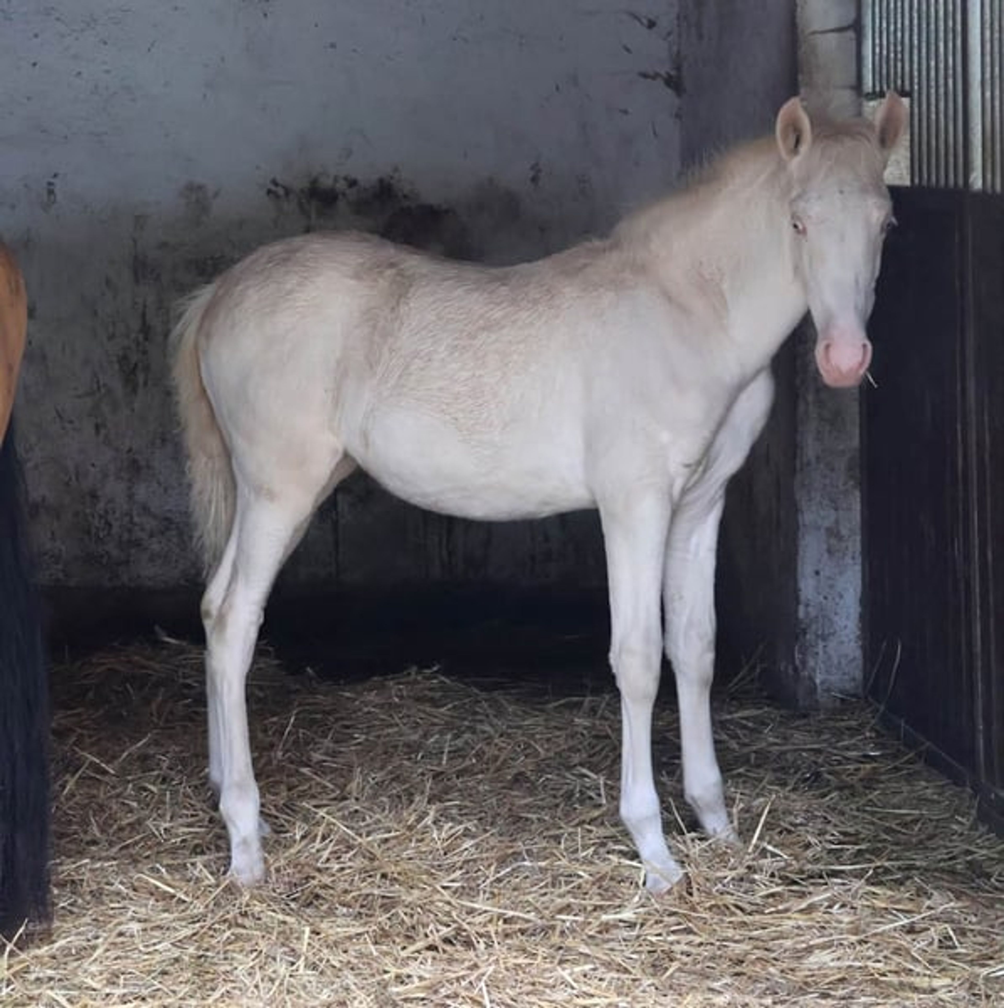 Dream foal with an excellent temperament and stunning appearance - Image 7