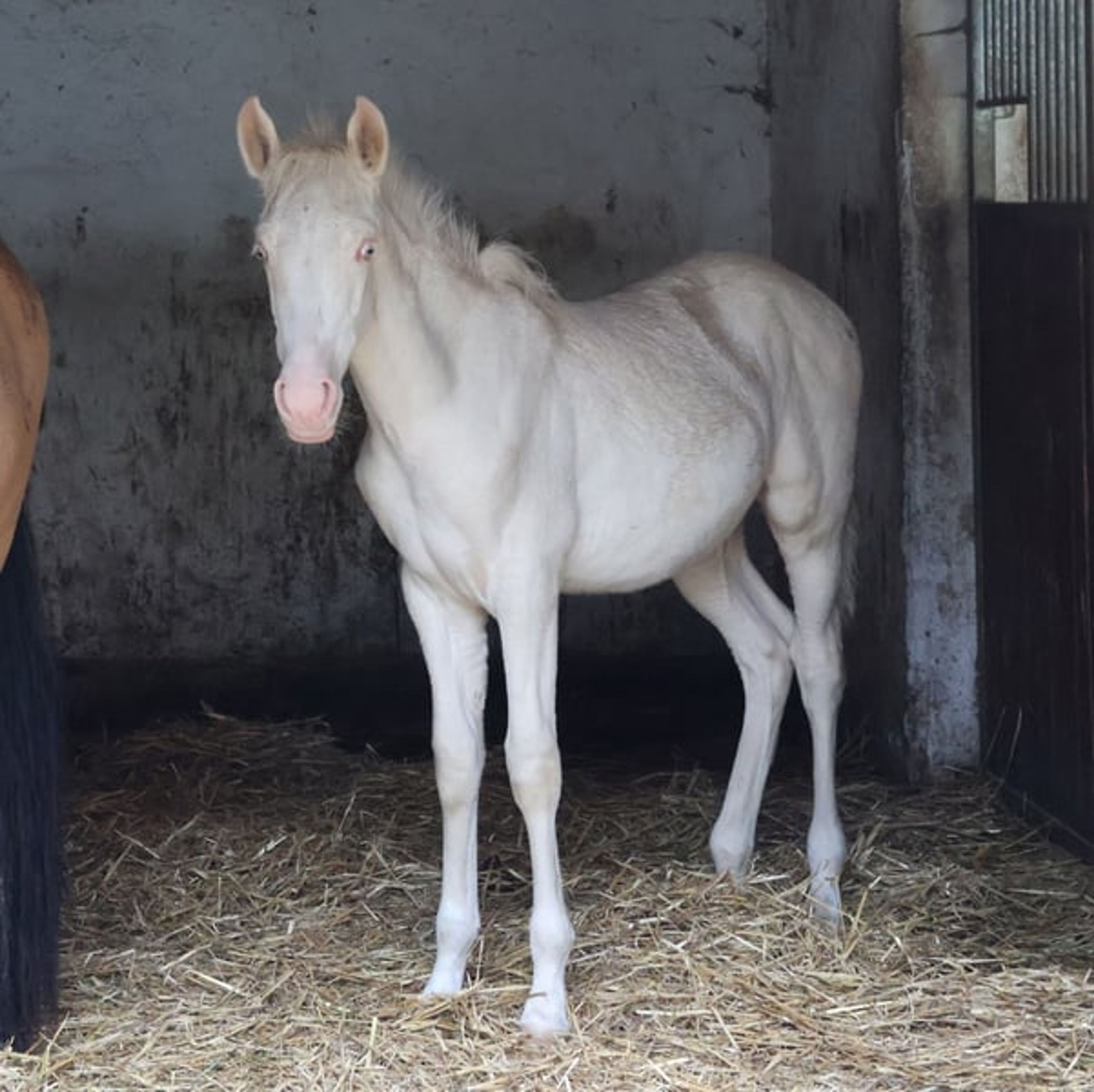 Dream foal with an excellent temperament and stunning appearance - Image 9
