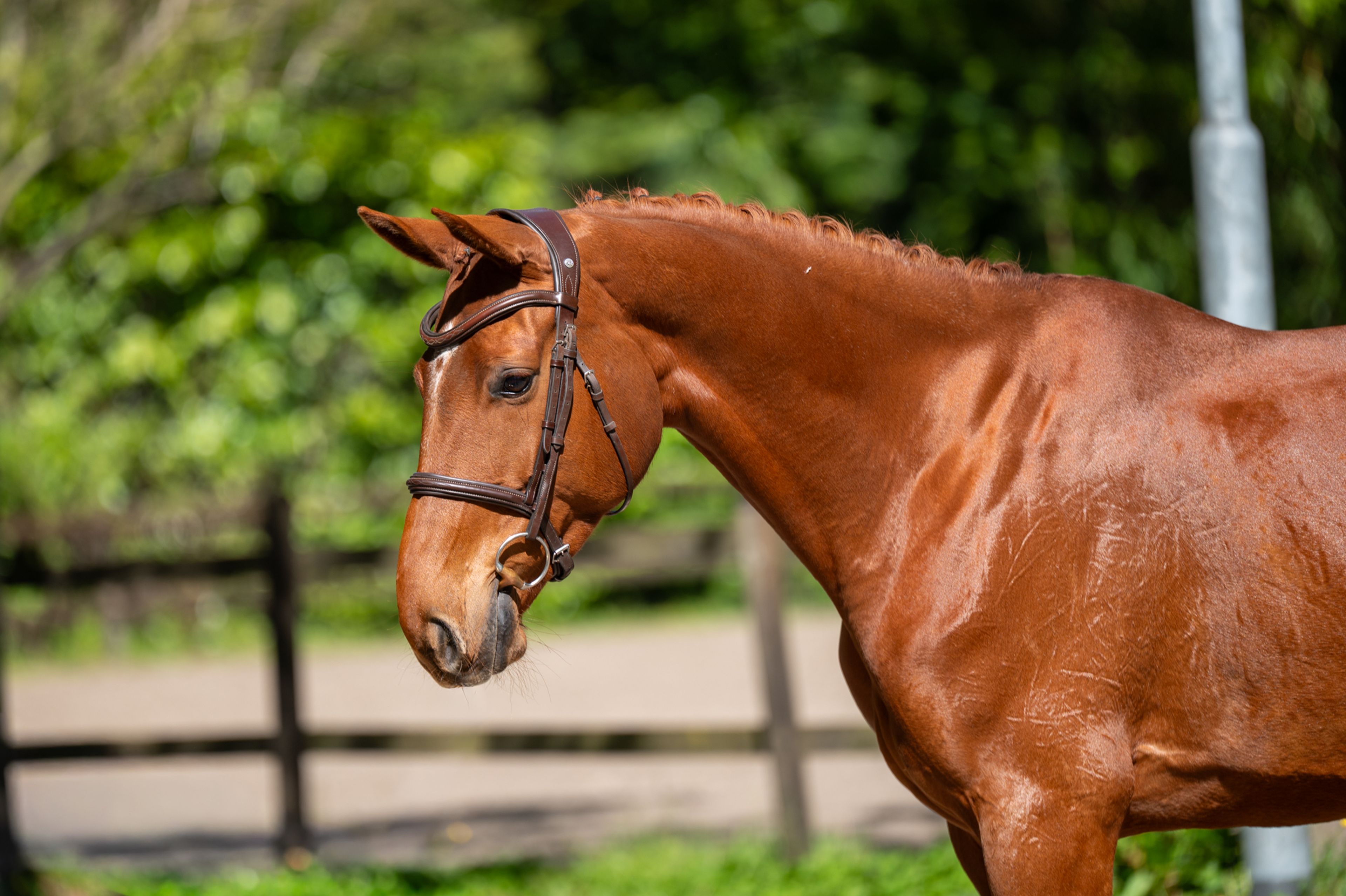 A Watskeburt (ACTIVE X Z x OBOURG) - Image 3