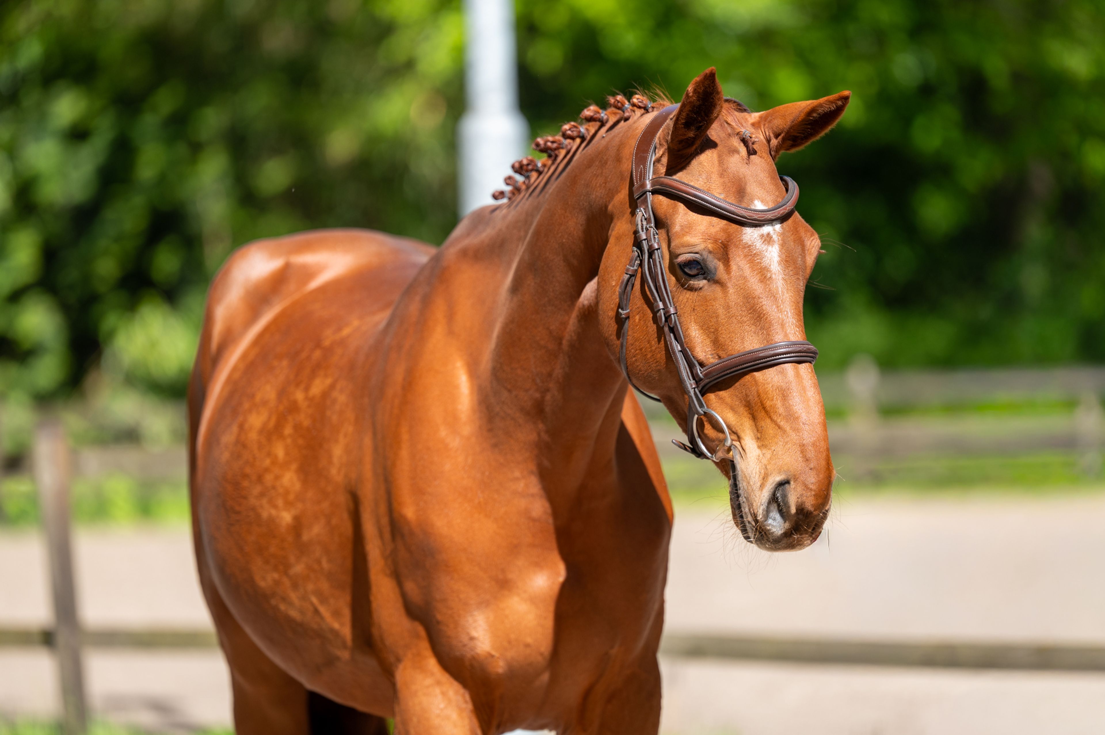 A Watskeburt (ACTIVE X Z x OBOURG) - Image 6