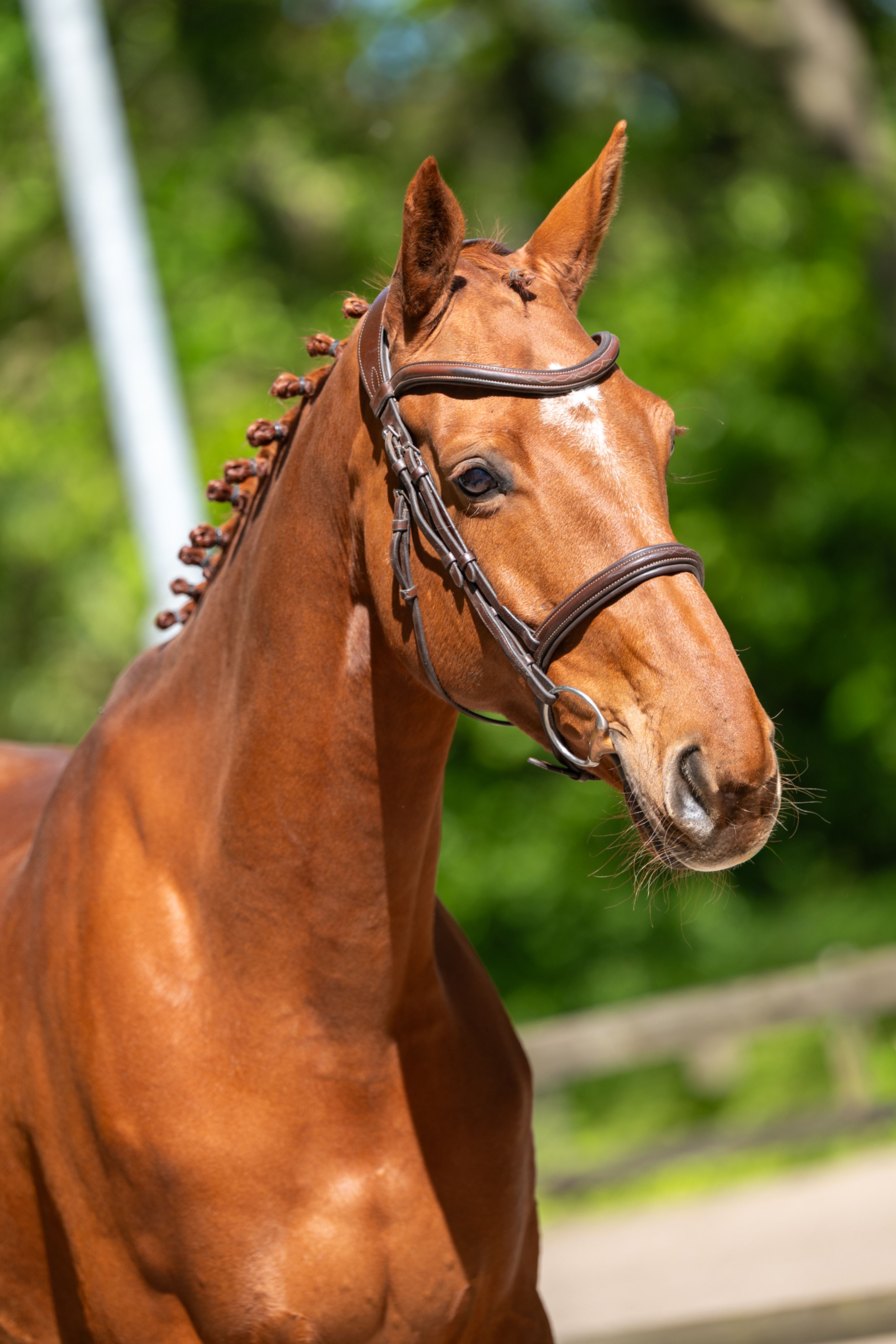 A Watskeburt (ACTIVE X Z x OBOURG) - Image 7