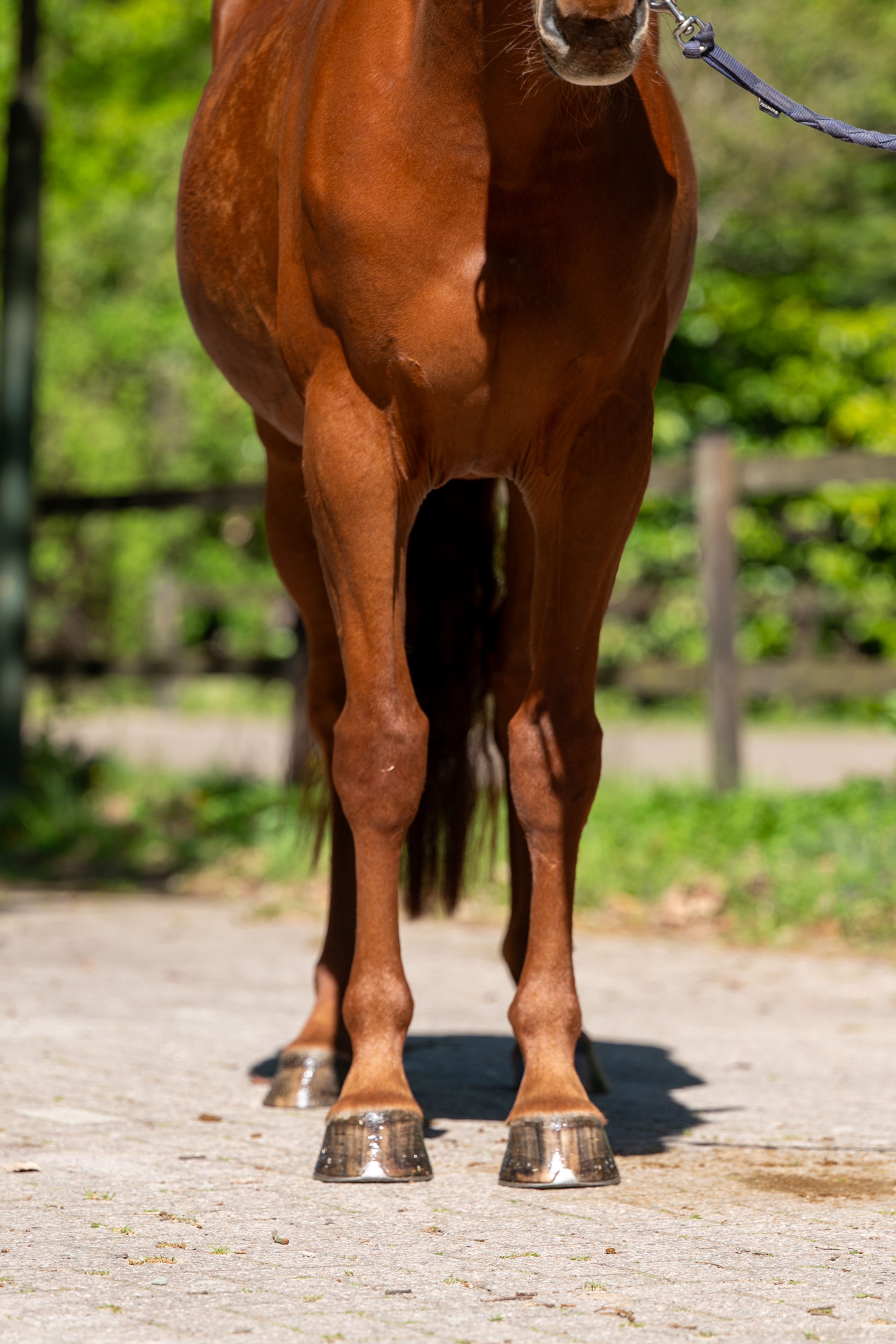 A Watskeburt (ACTIVE X Z x OBOURG) - Image 8