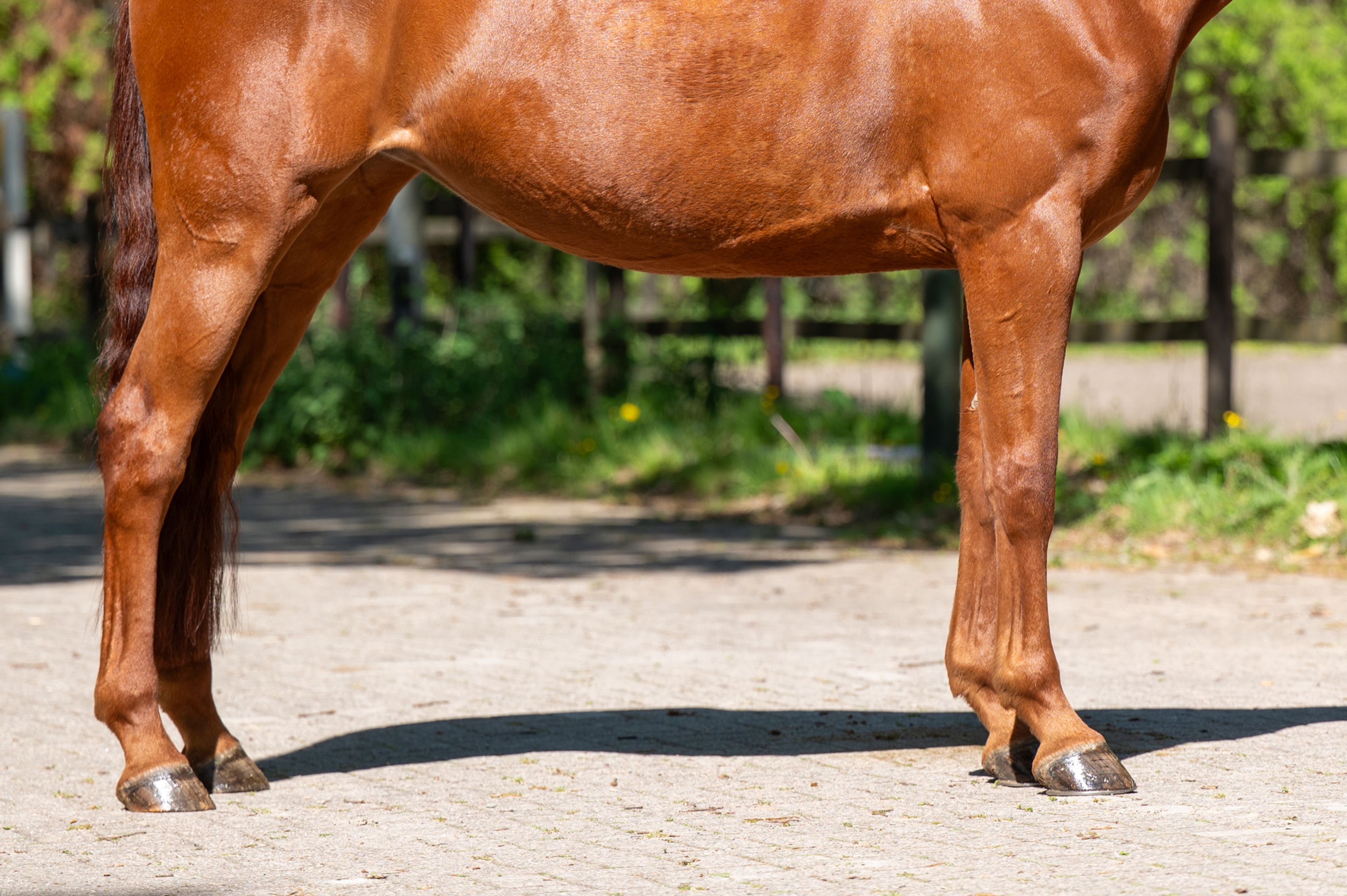 A Watskeburt (ACTIVE X Z x OBOURG) - Image 9