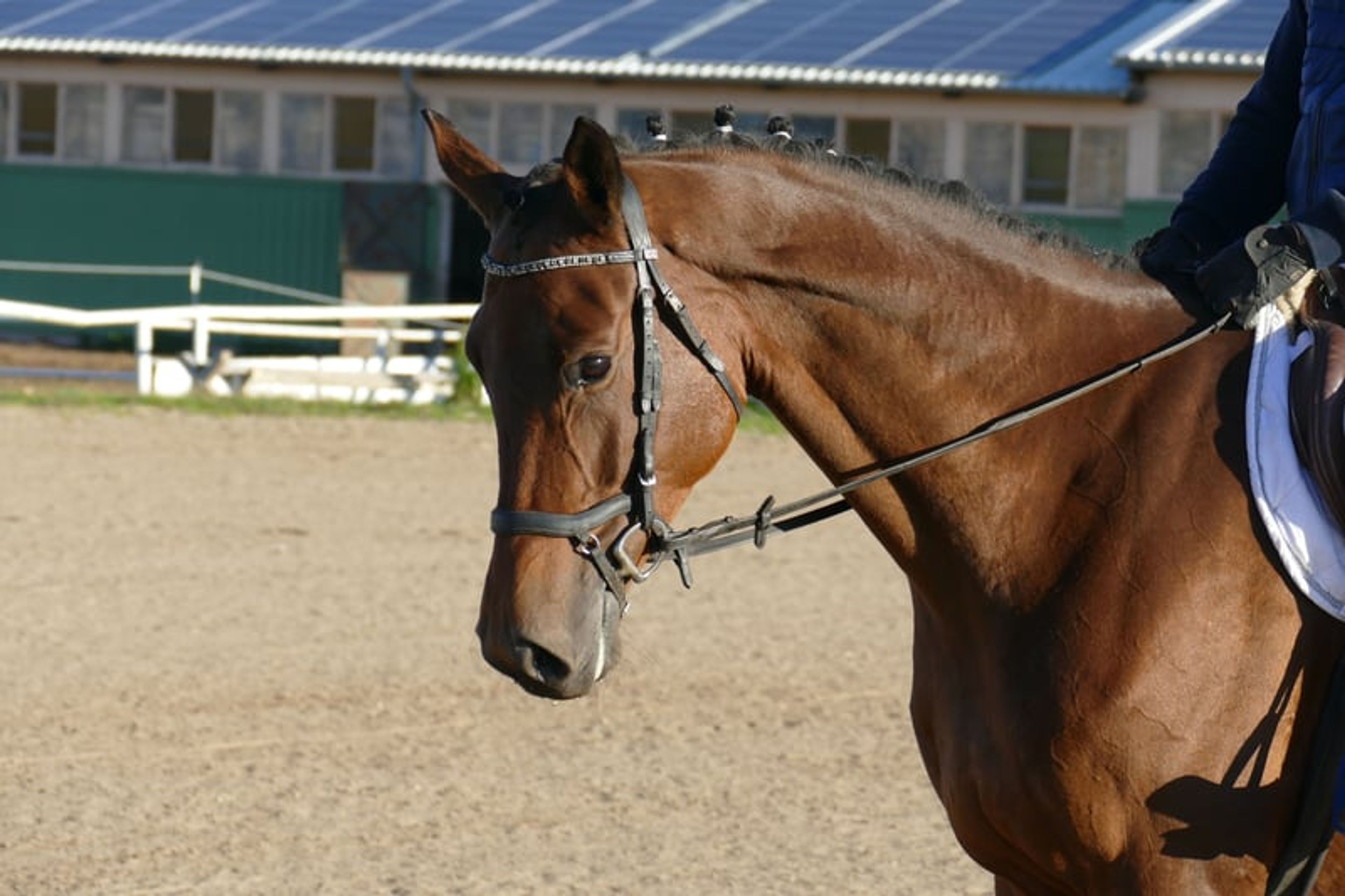 Charming Trakehner mare with versatile qualities