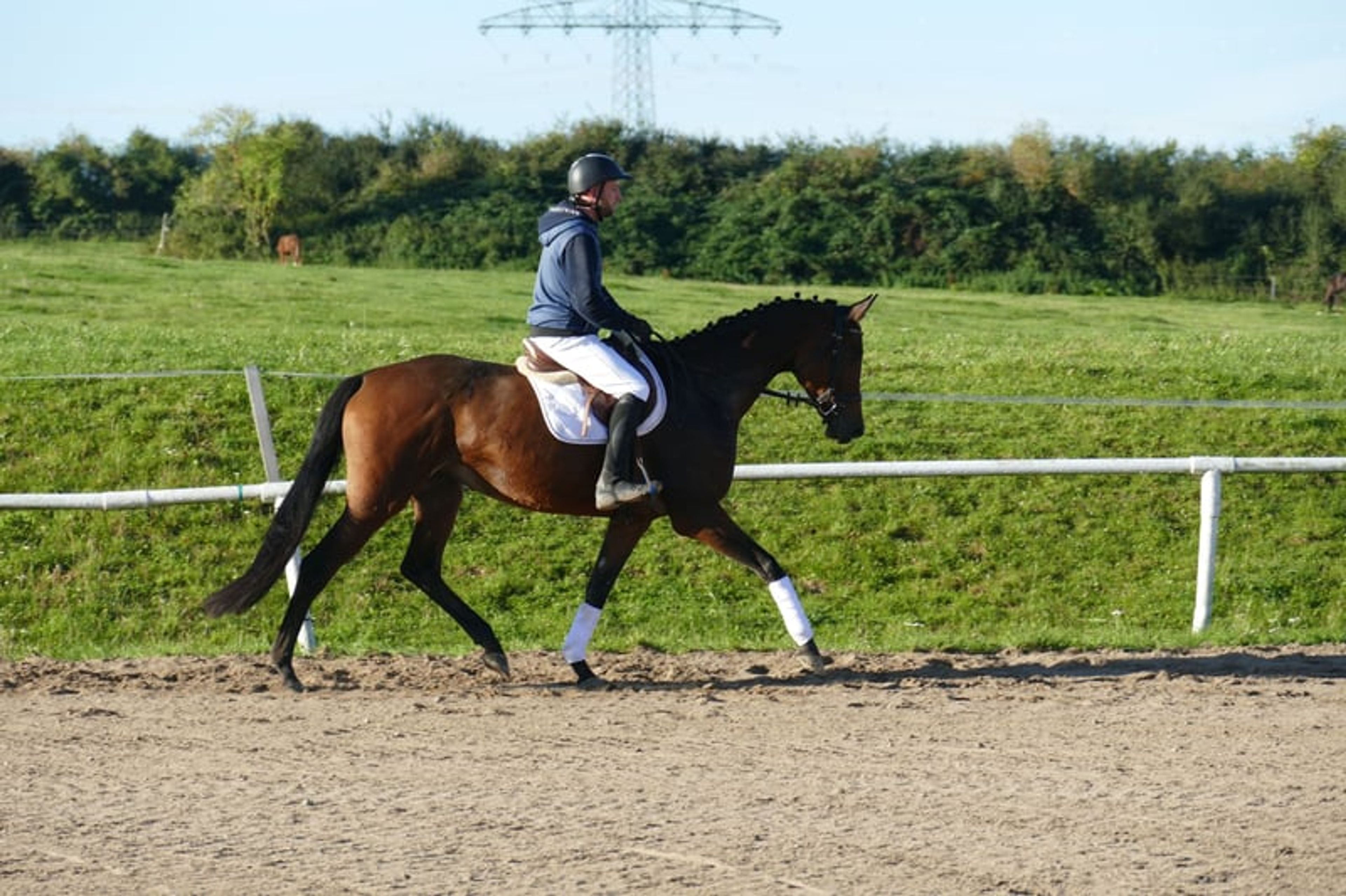 Charming Trakehner mare with versatile qualities - Image 2