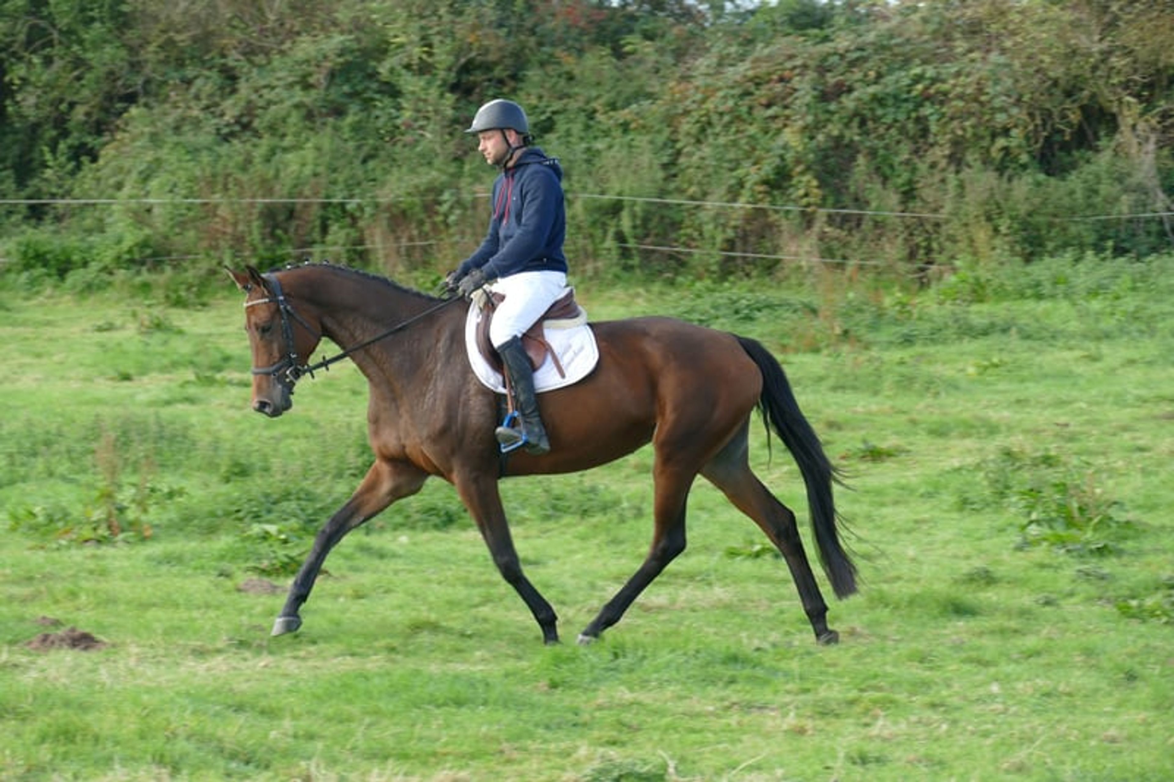 Charming Trakehner mare with versatile qualities - Image 3