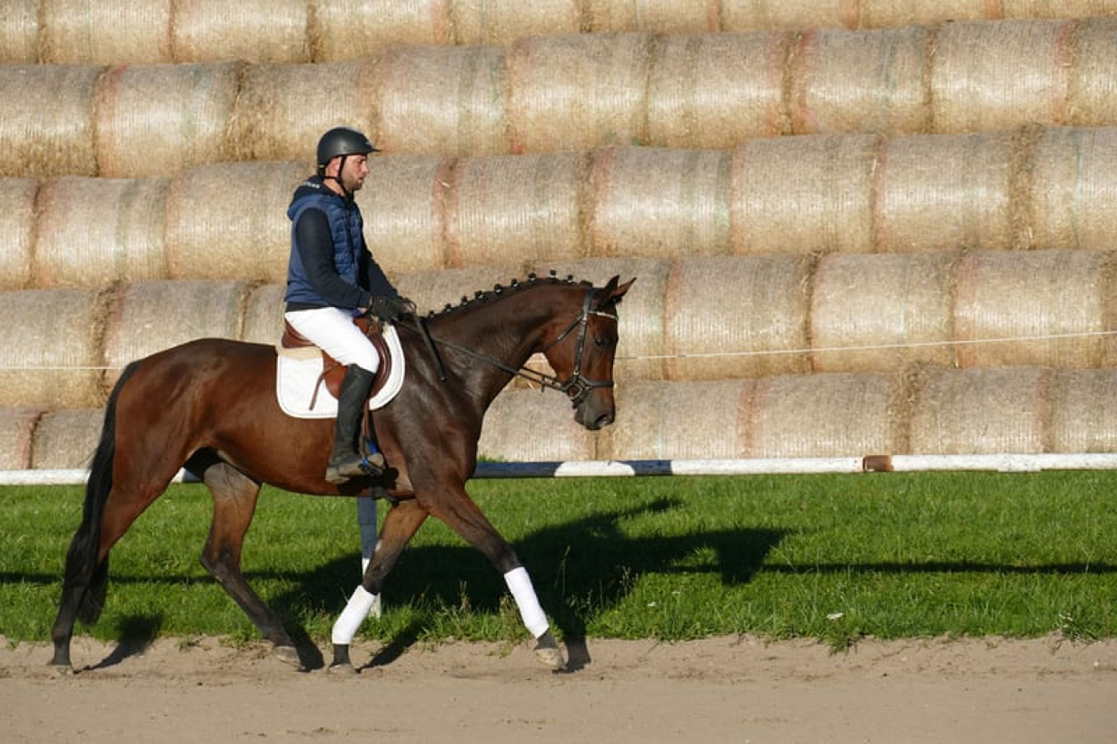 Charming Trakehner mare with versatile qualities - Image 4
