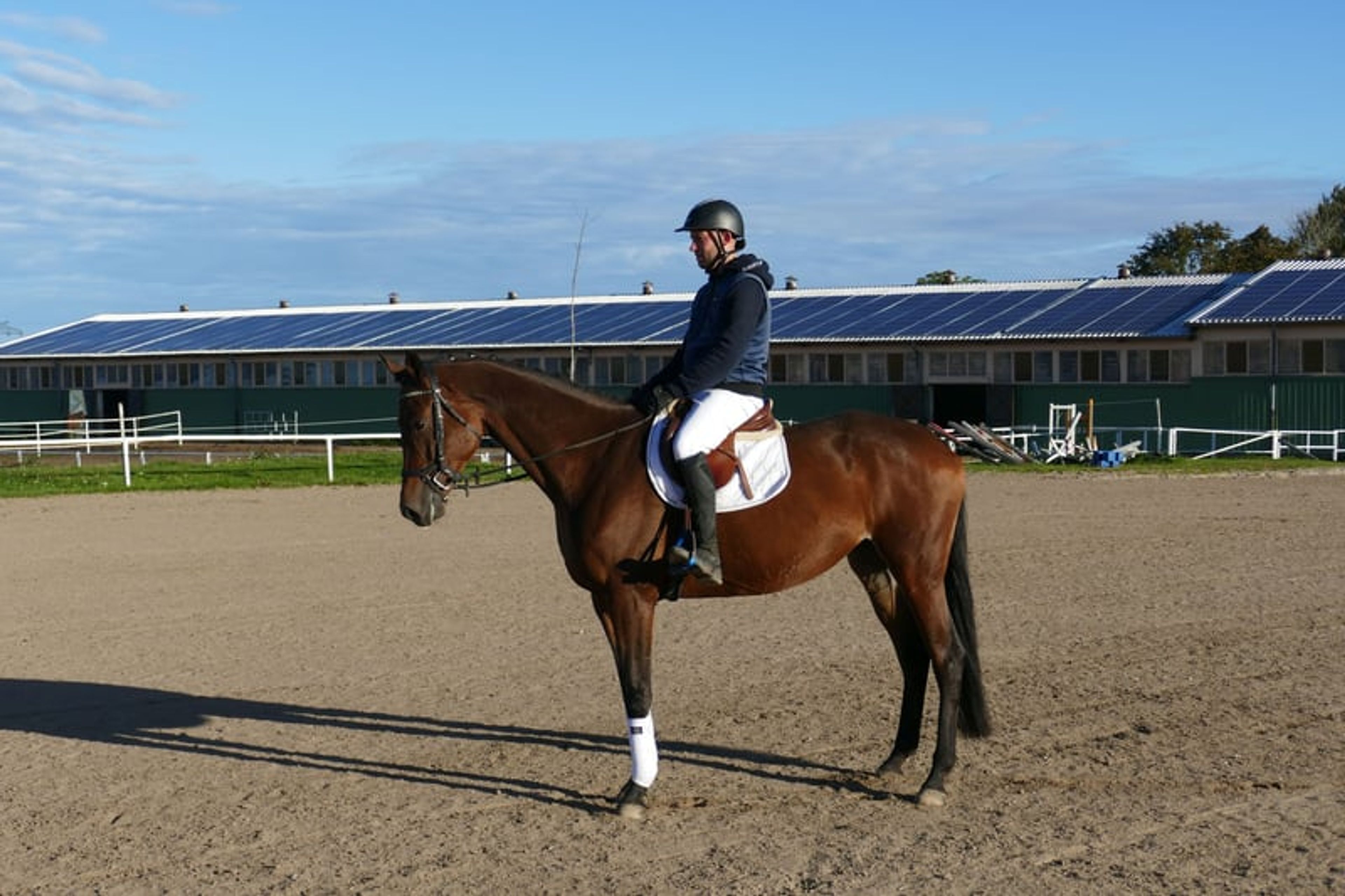 Charming Trakehner mare with versatile qualities - Image 5