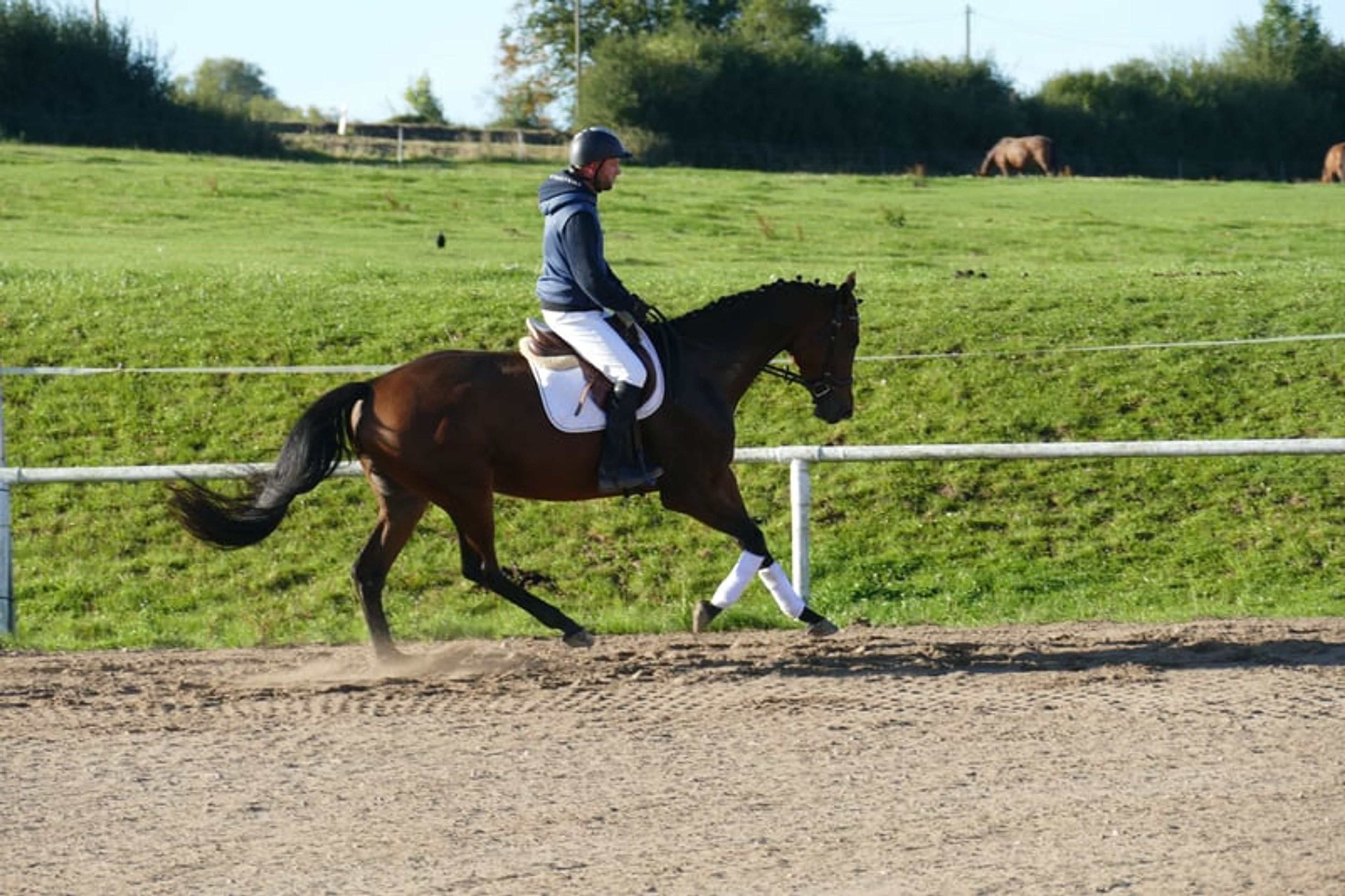 Charming Trakehner mare with versatile qualities - Image 6