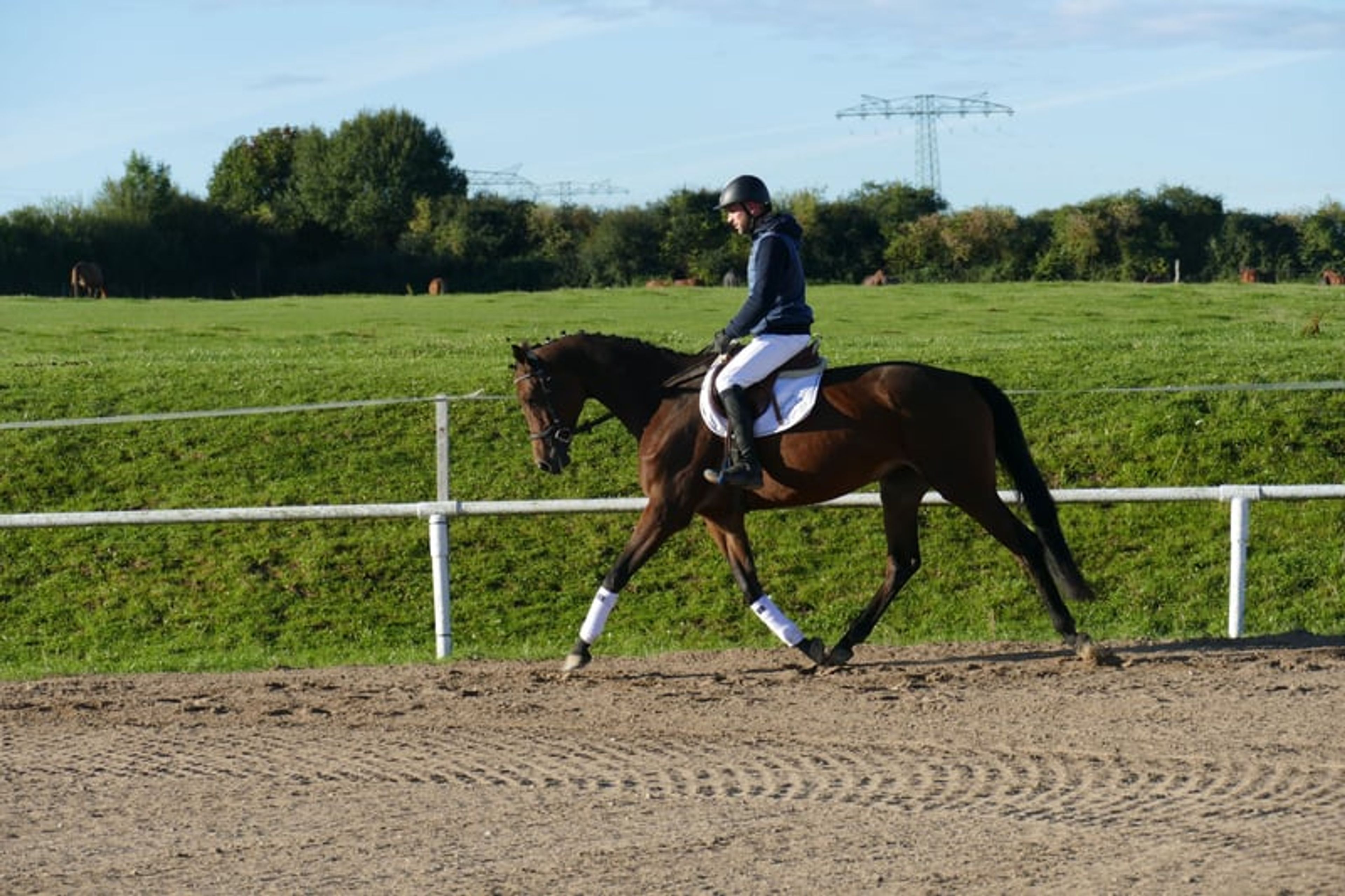 Charming Trakehner mare with versatile qualities - Image 7