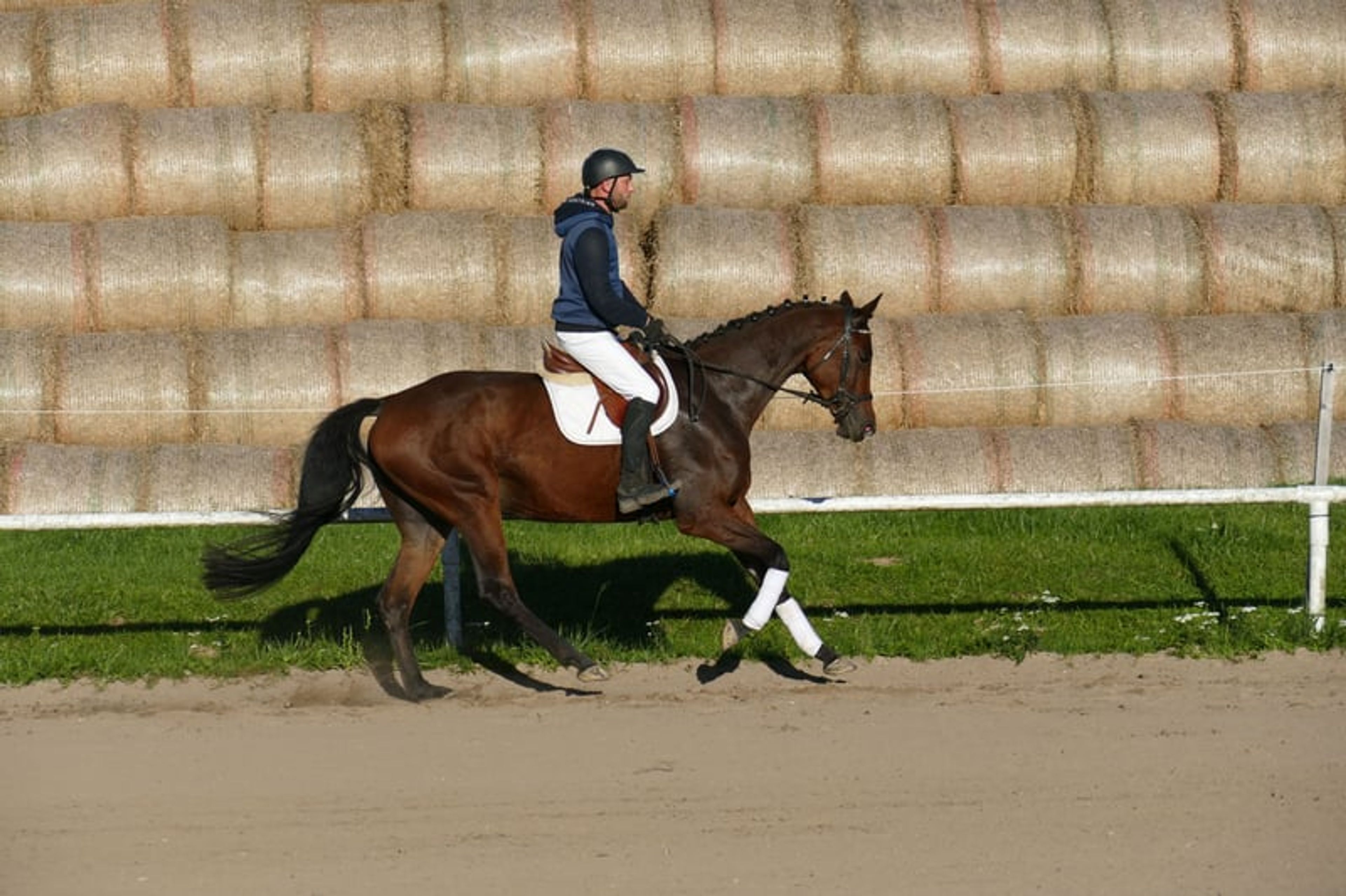 Charming Trakehner mare with versatile qualities - Image 8