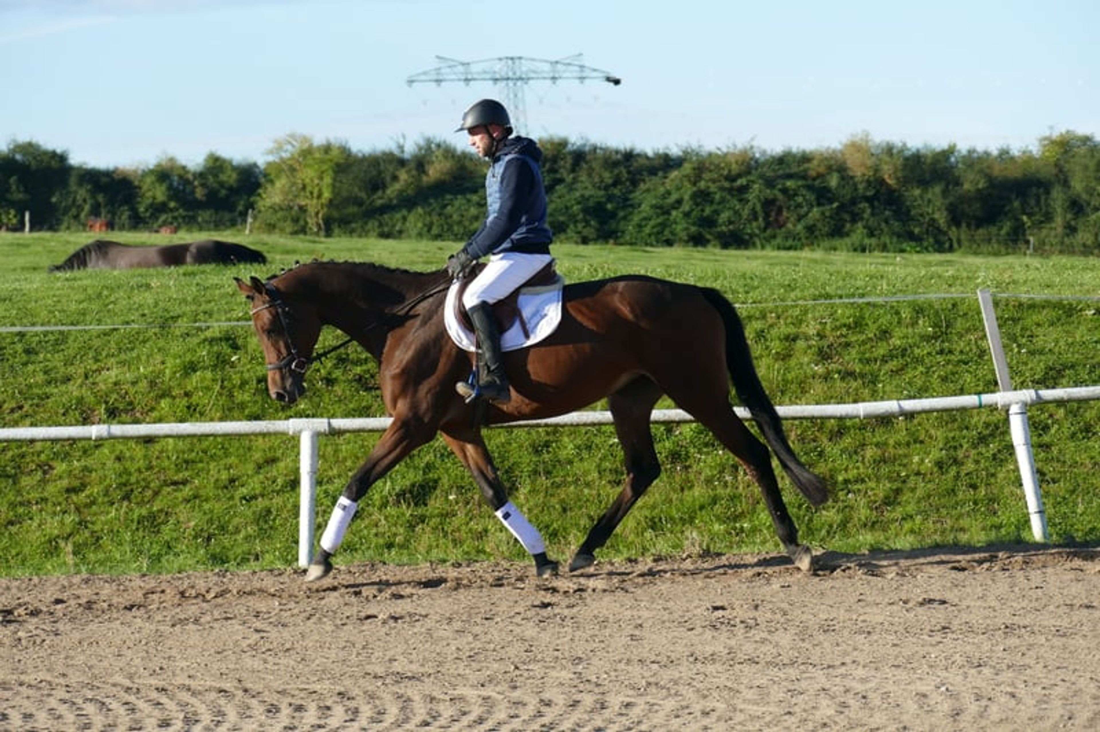 Charming Trakehner mare with versatile qualities - Image 9
