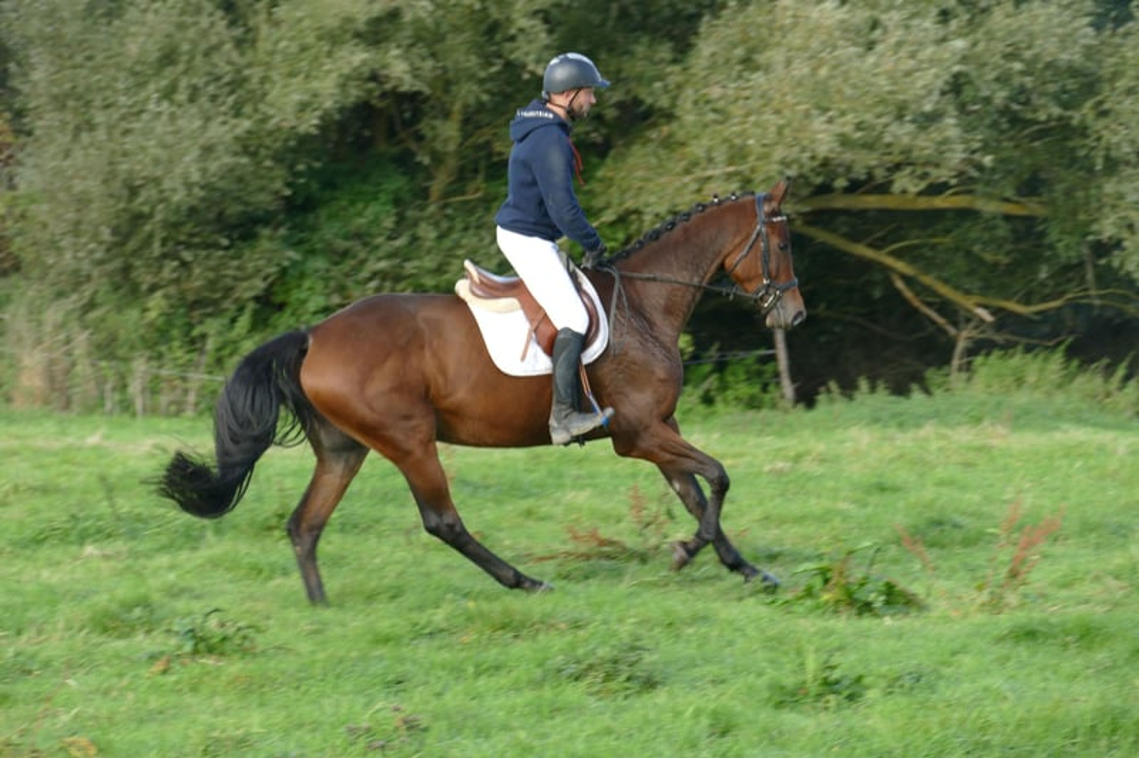 Charming Trakehner mare with versatile qualities - Image 10