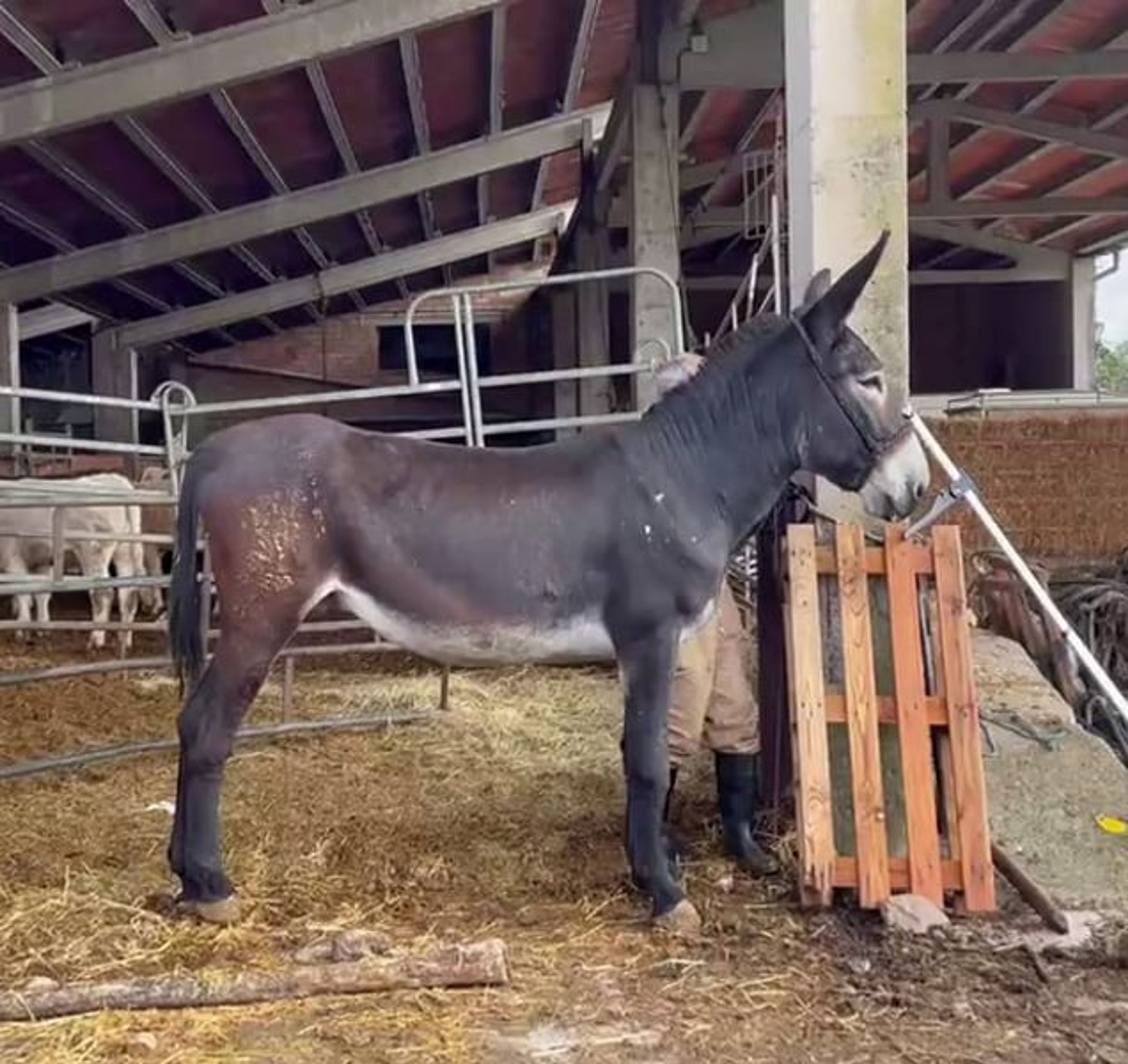 CATALAN DONKEY EXCELLENT EXTRAORDINARY