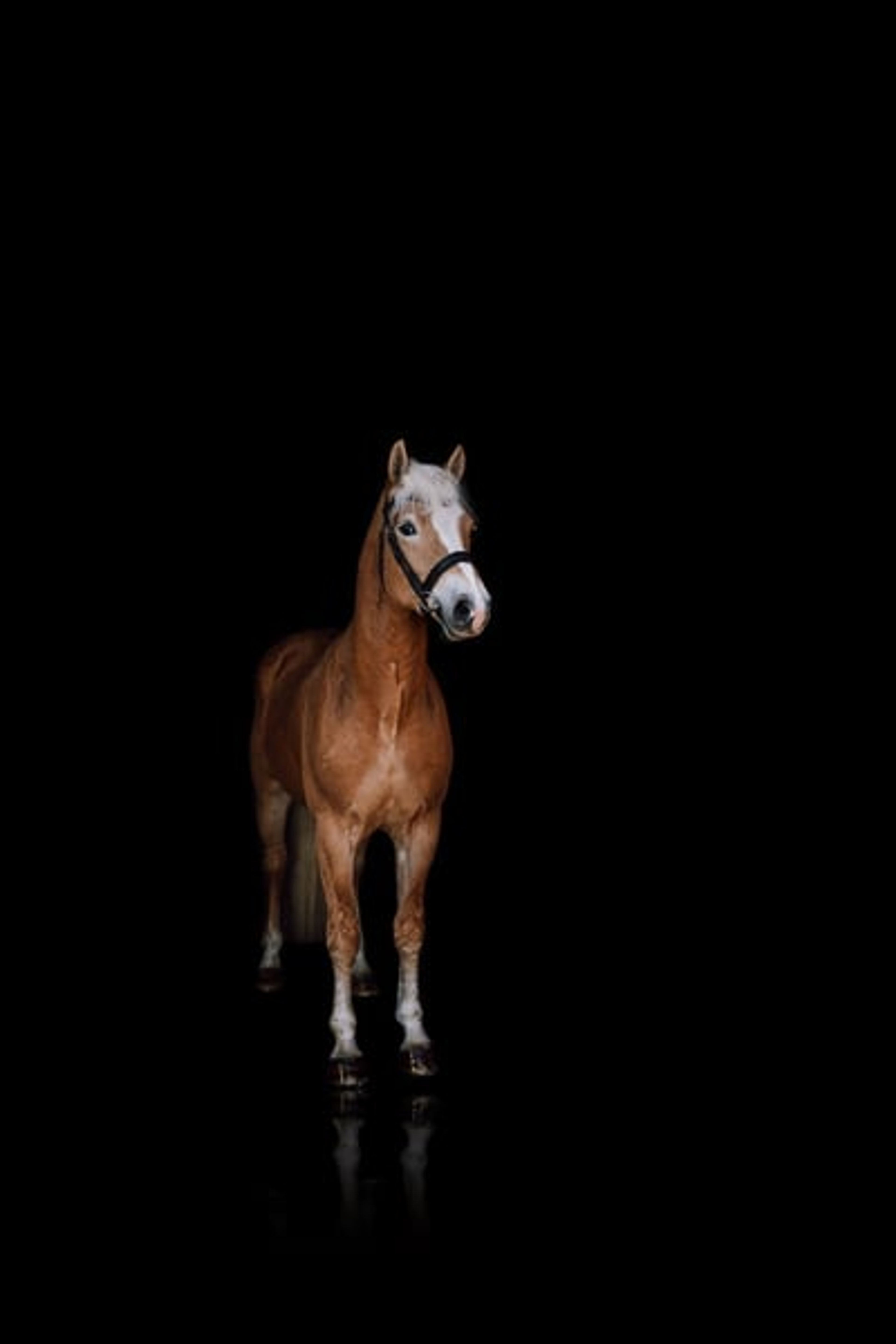 Haflinger for the 2027 European Championship