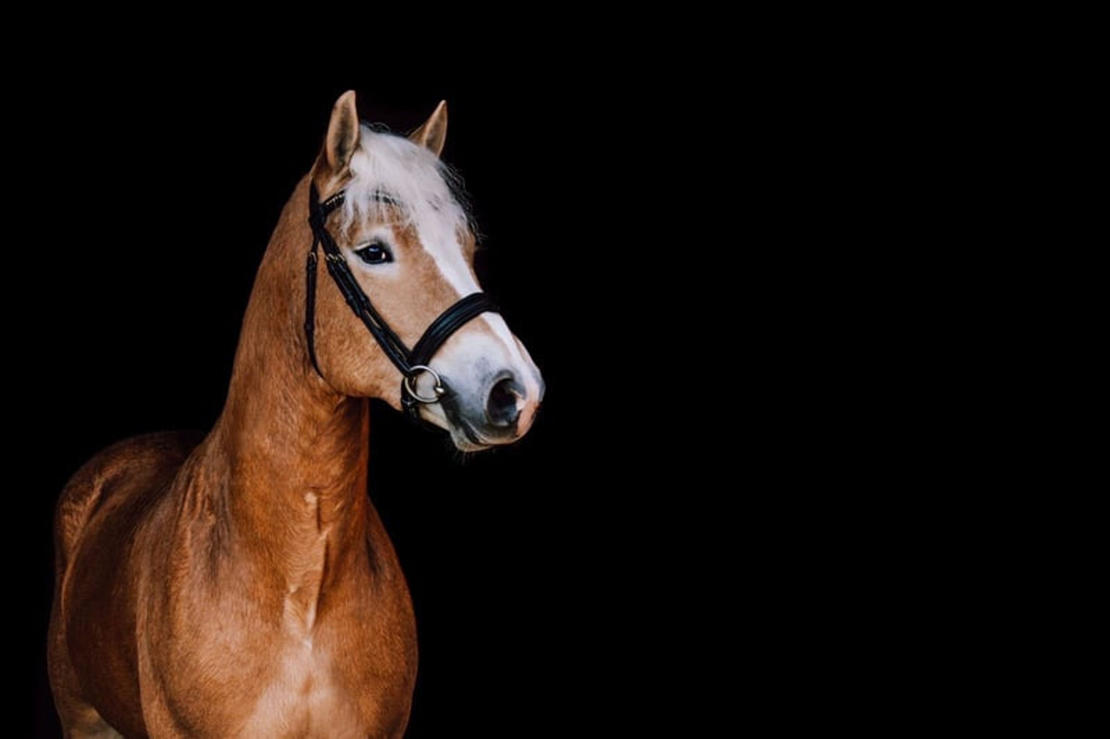 Haflinger for the 2027 European Championship - Image 2