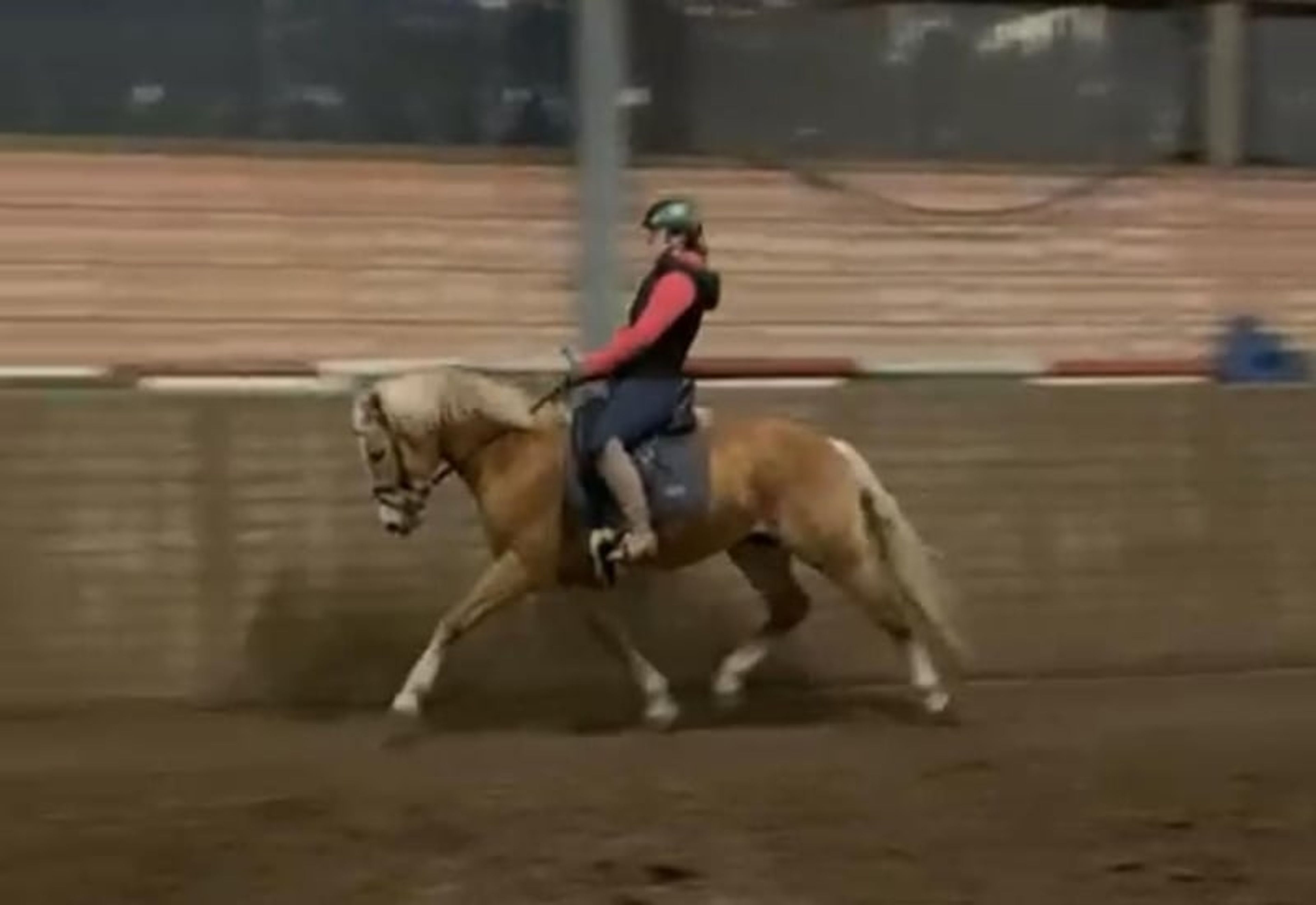 Haflinger for the 2027 European Championship - Image 3