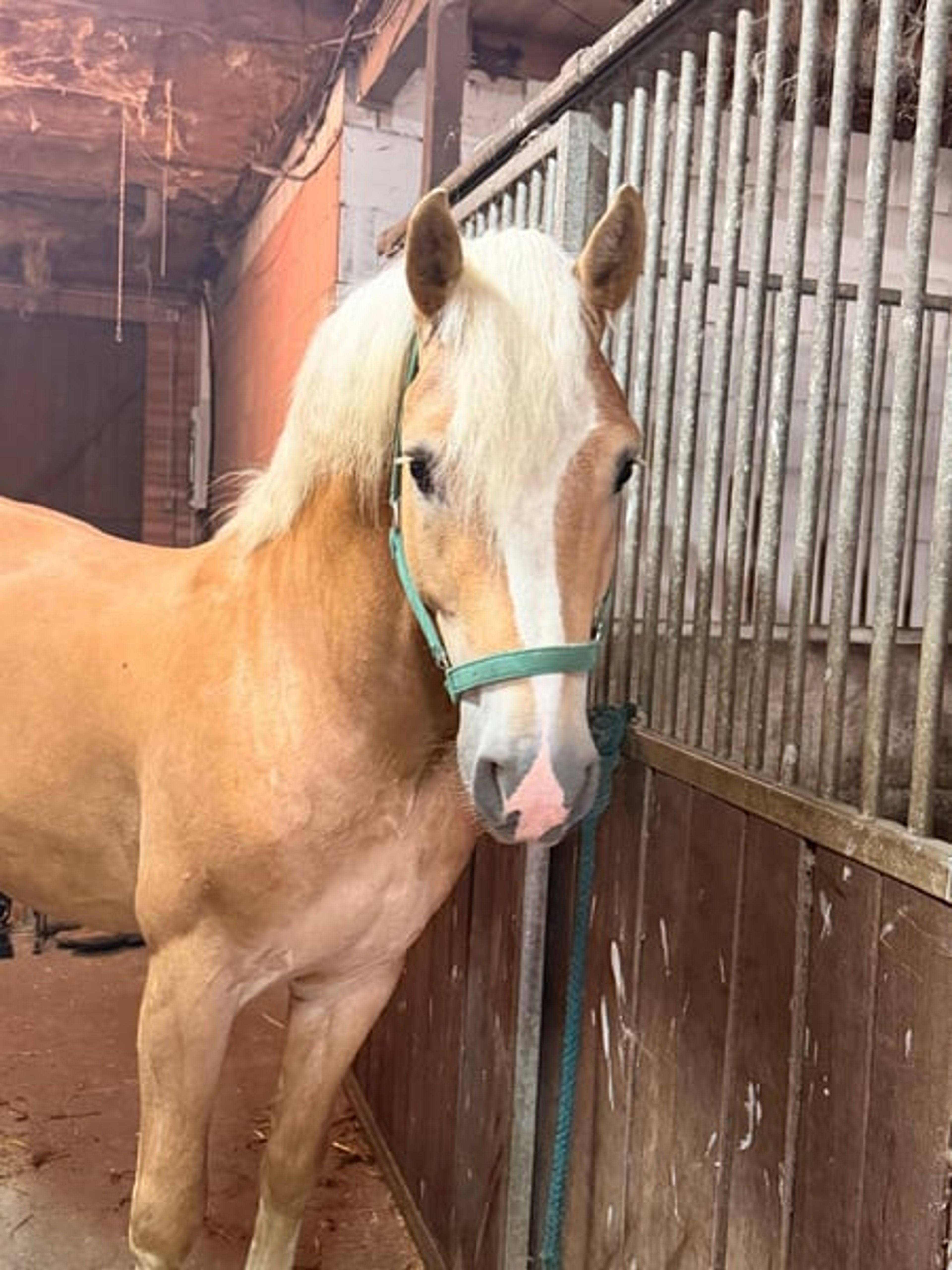 Haflinger for the 2027 European Championship - Image 4