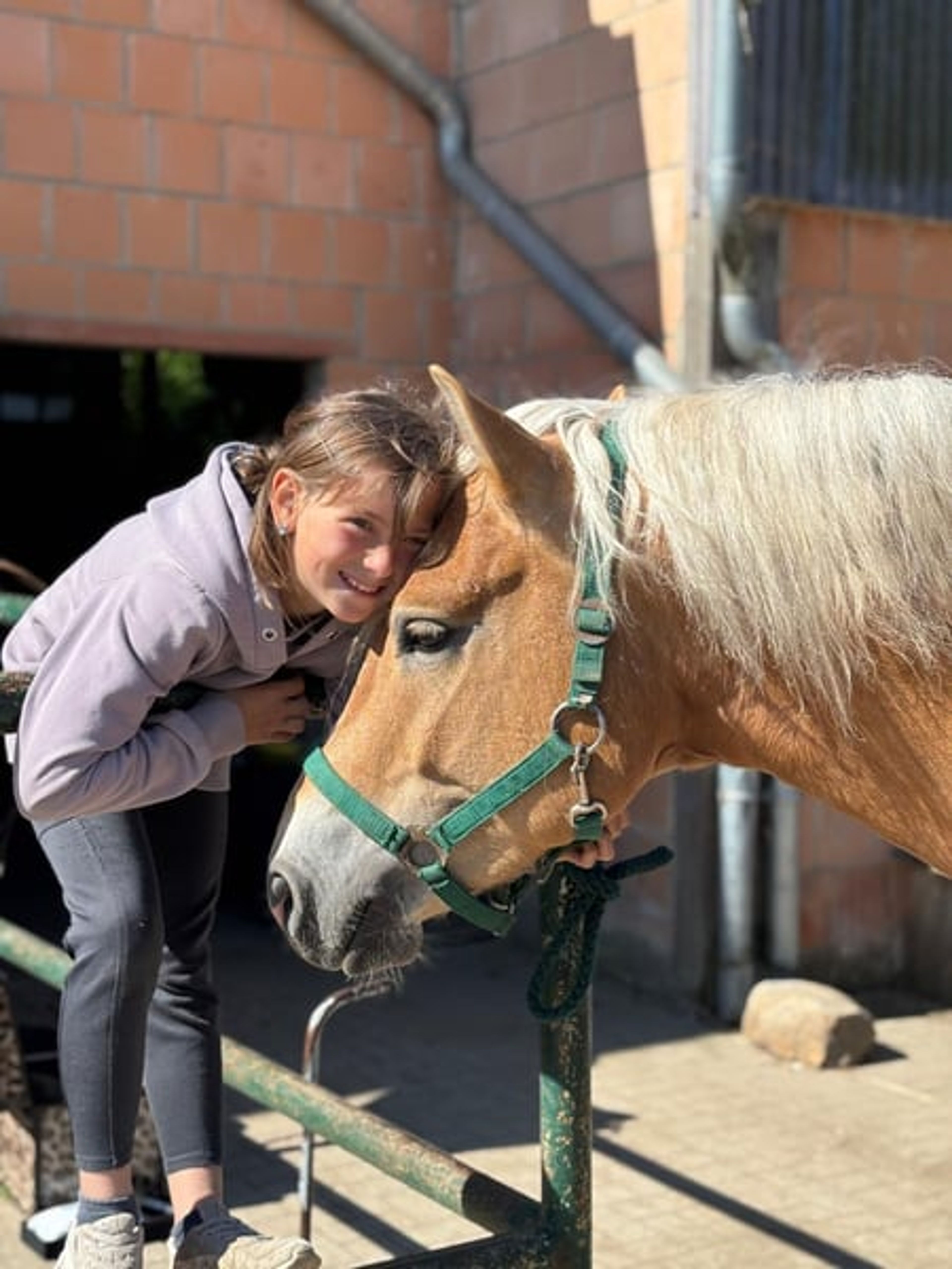 Haflinger for the 2027 European Championship - Image 5