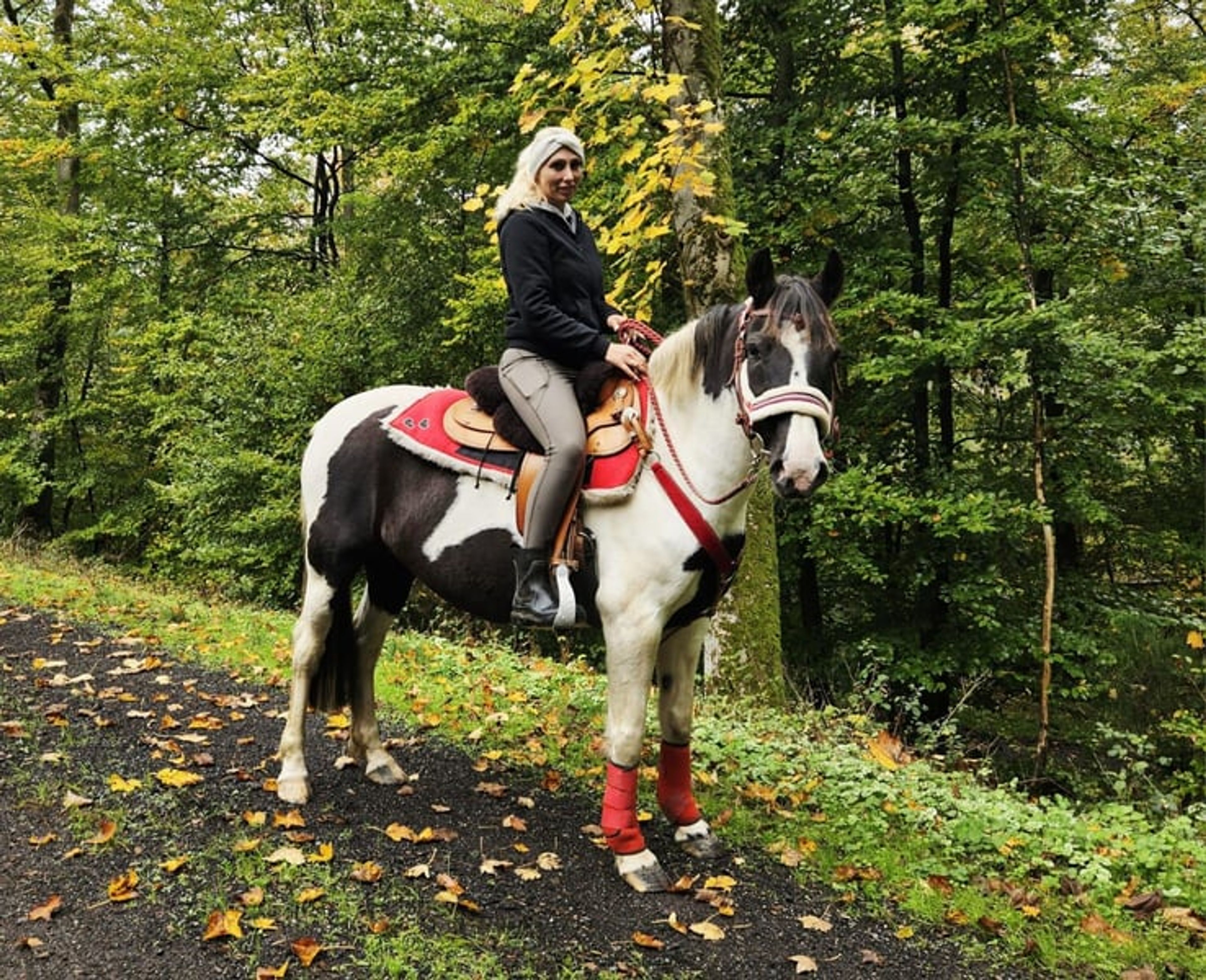 Versatile leisure, trail-riding, riding-school and family horse