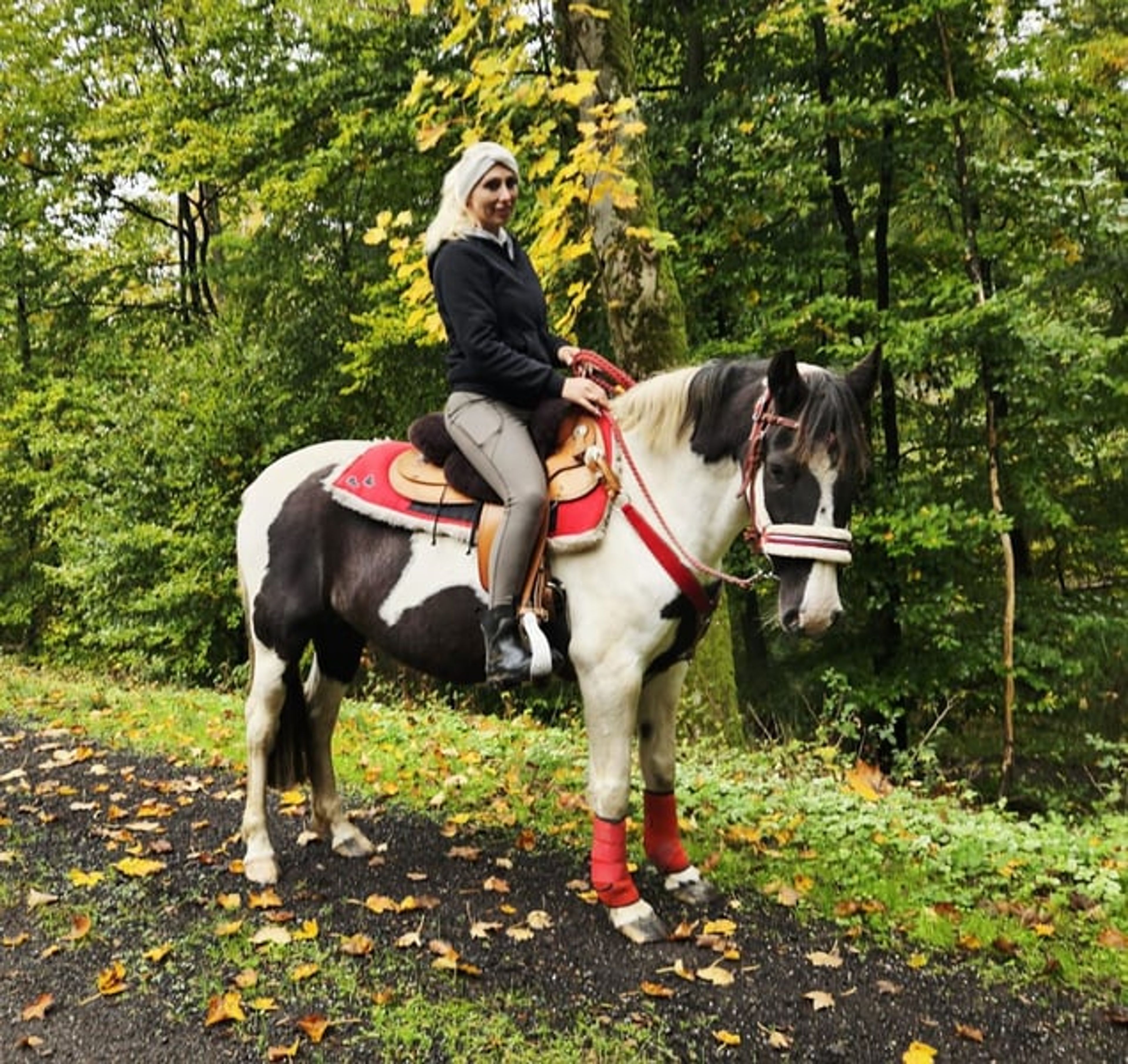Versatile leisure, trail-riding, riding-school and family horse - Image 3