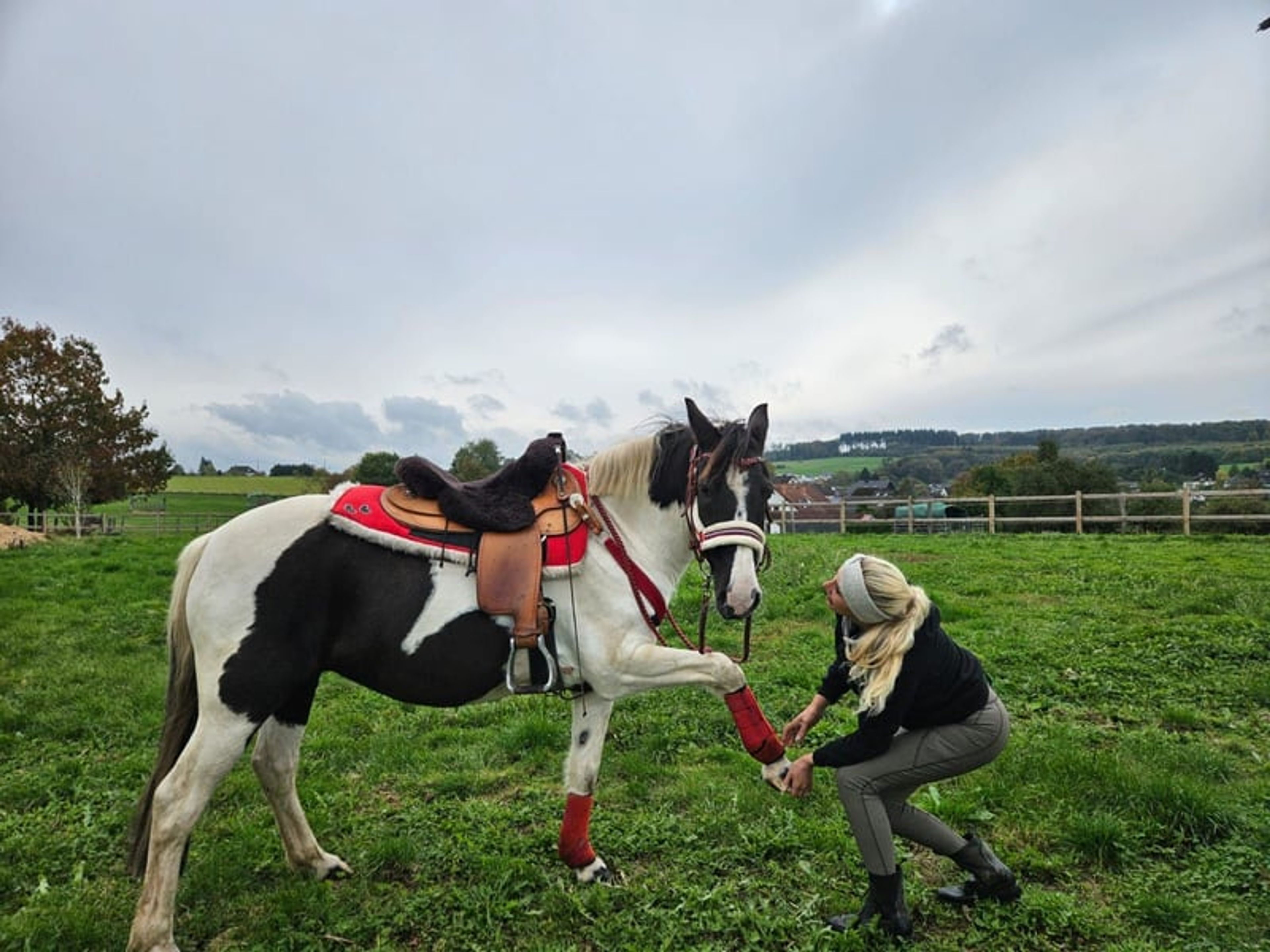 Versatile leisure, trail-riding, riding-school and family horse - Image 4