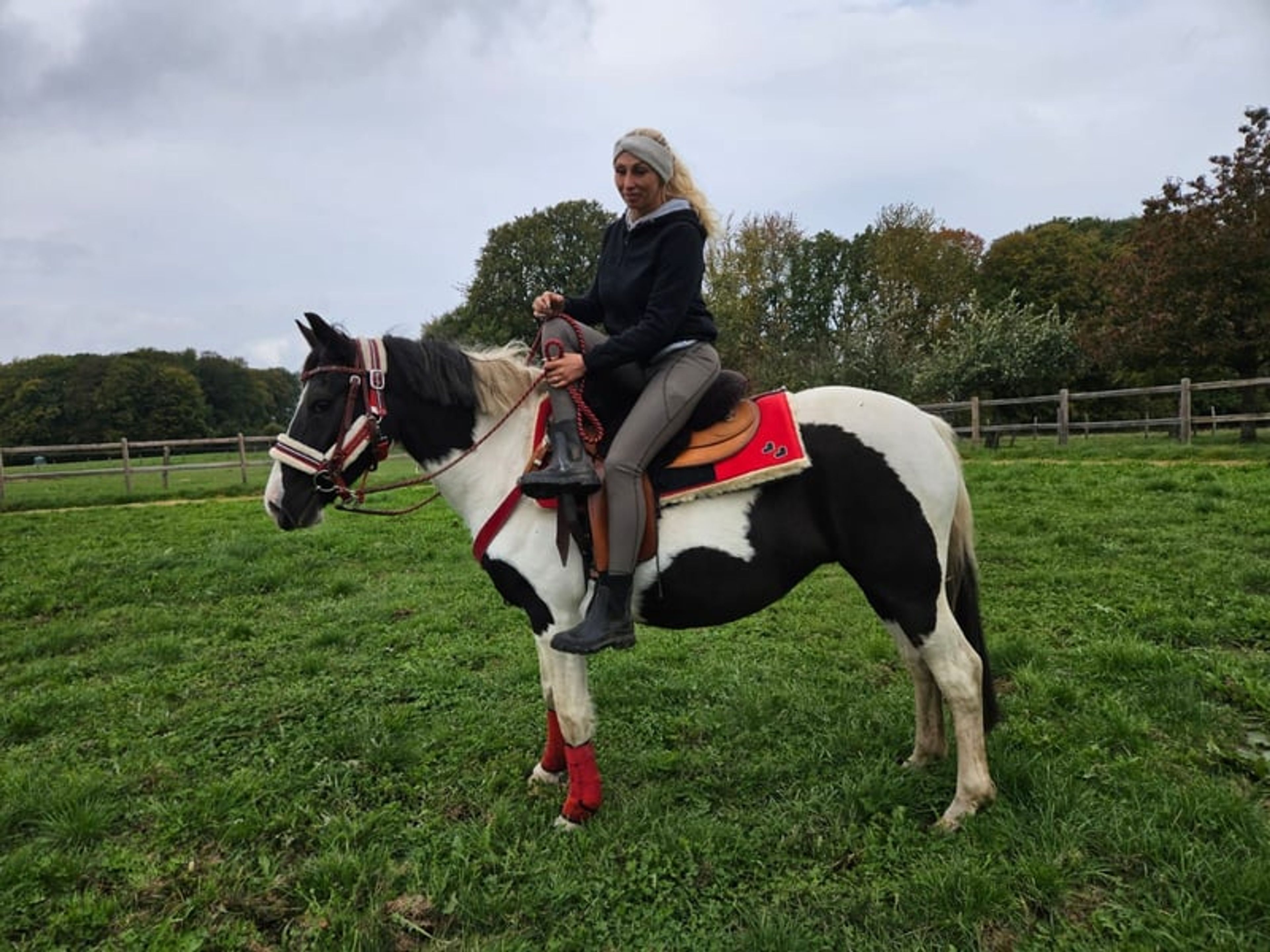 Versatile leisure, trail-riding, riding-school and family horse - Image 6