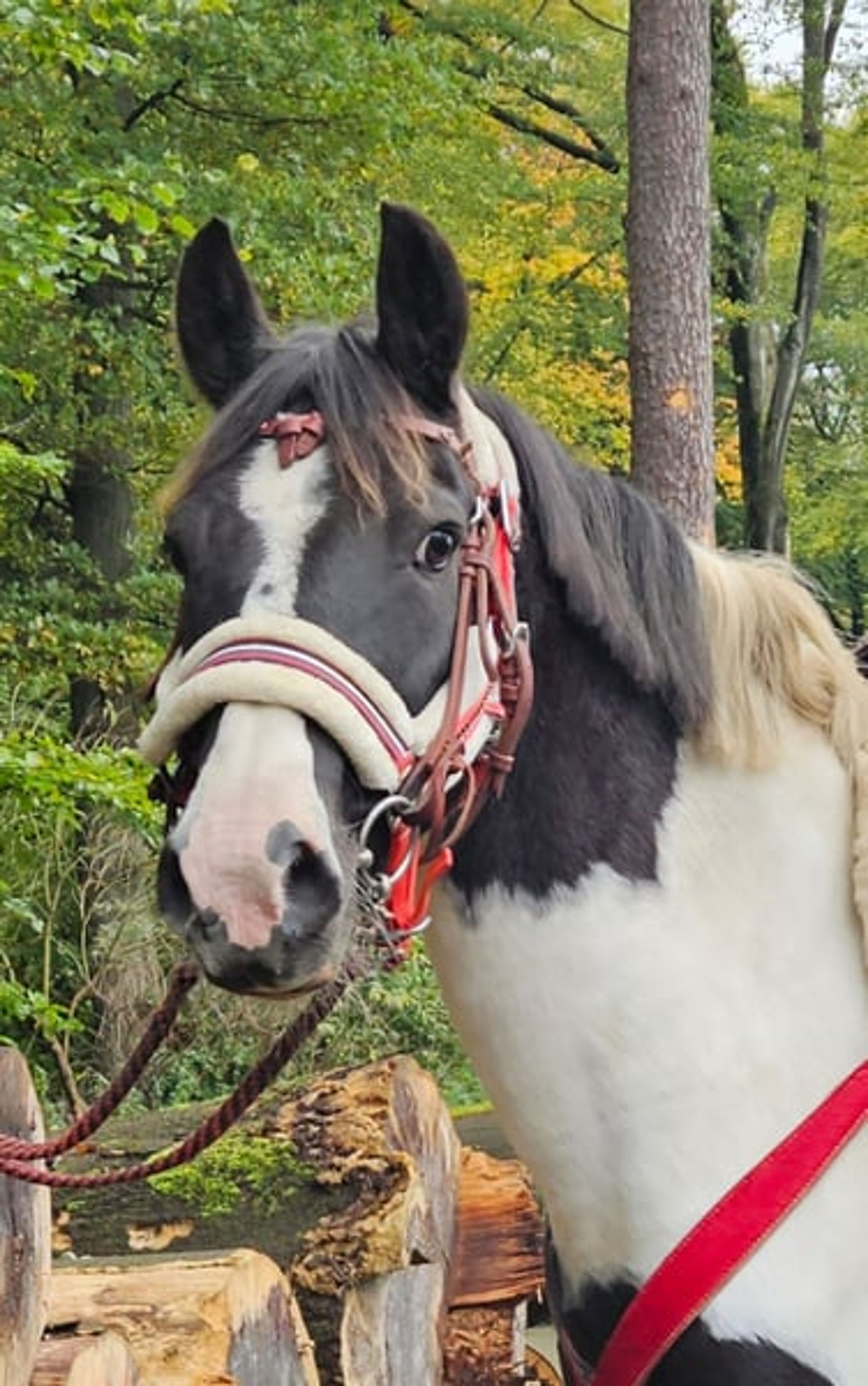 Versatile leisure, trail-riding, riding-school and family horse - Image 7