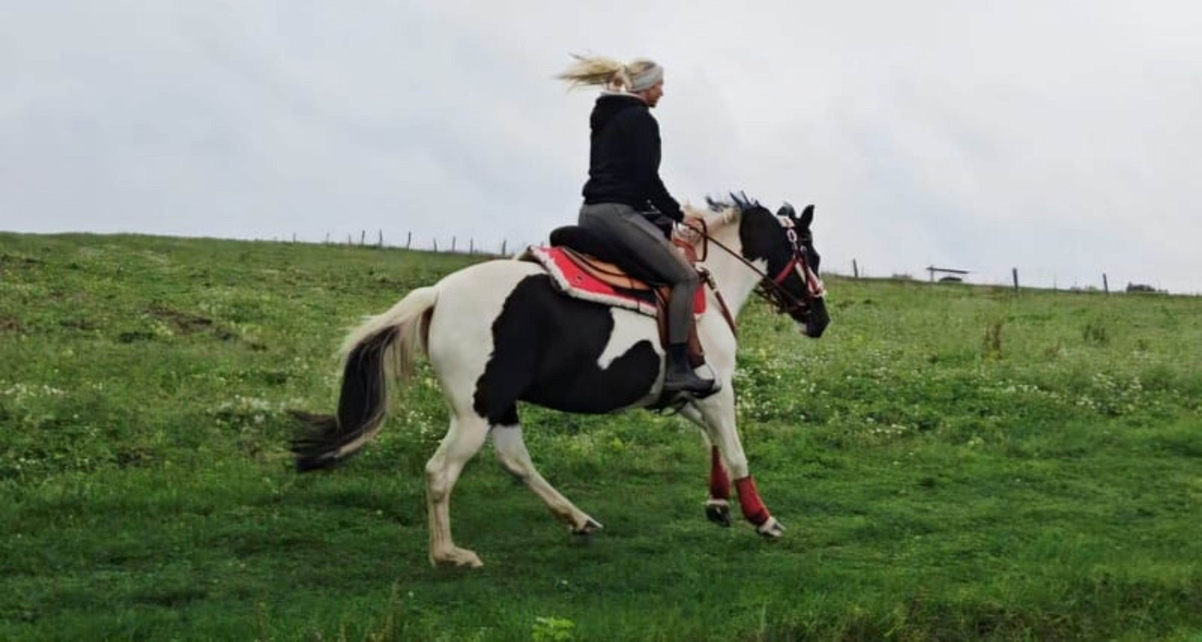 Versatile leisure, trail-riding, riding-school and family horse - Image 9