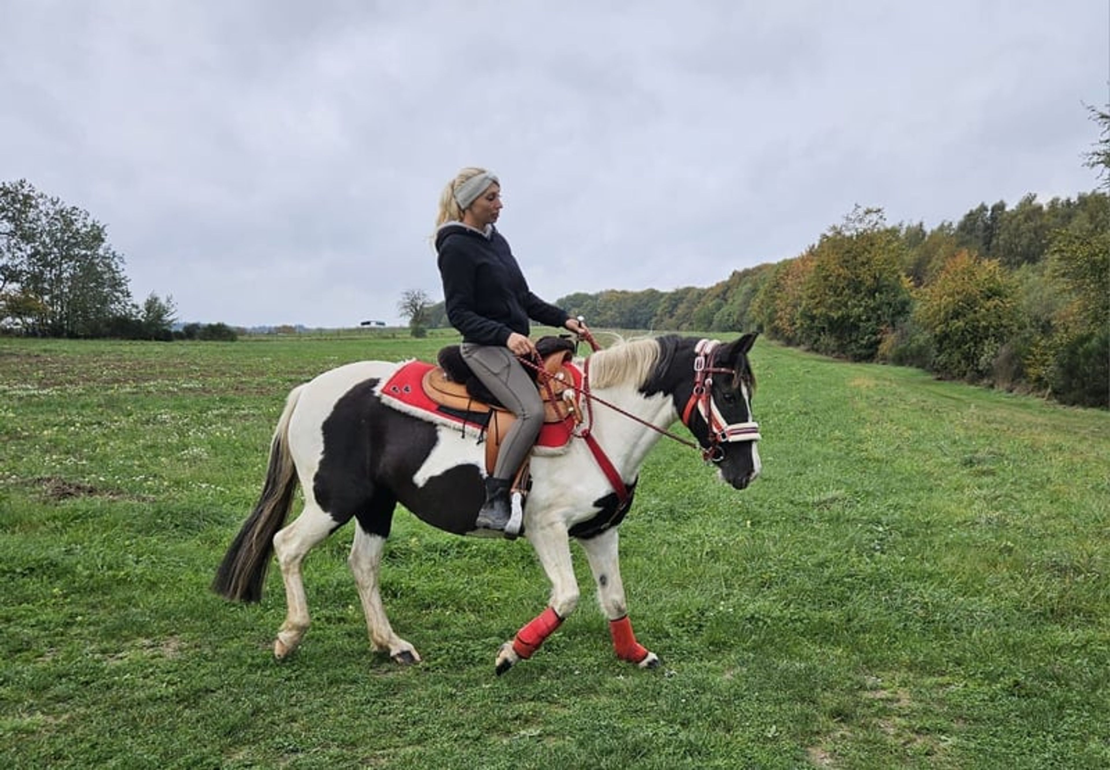 Versatile leisure, trail-riding, riding-school and family horse - Image 10